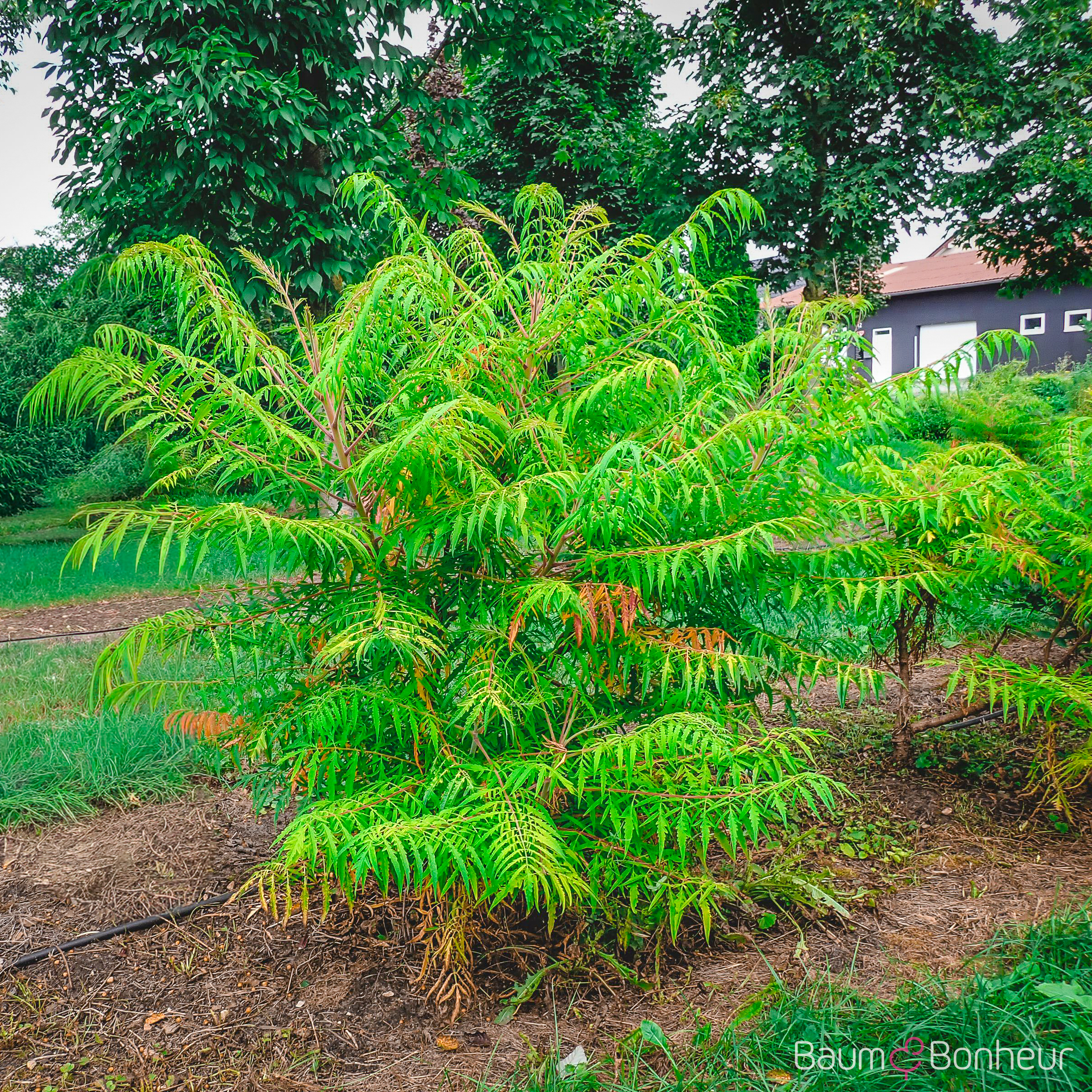 Rhus typhina 'Tiger Eyes' -R-