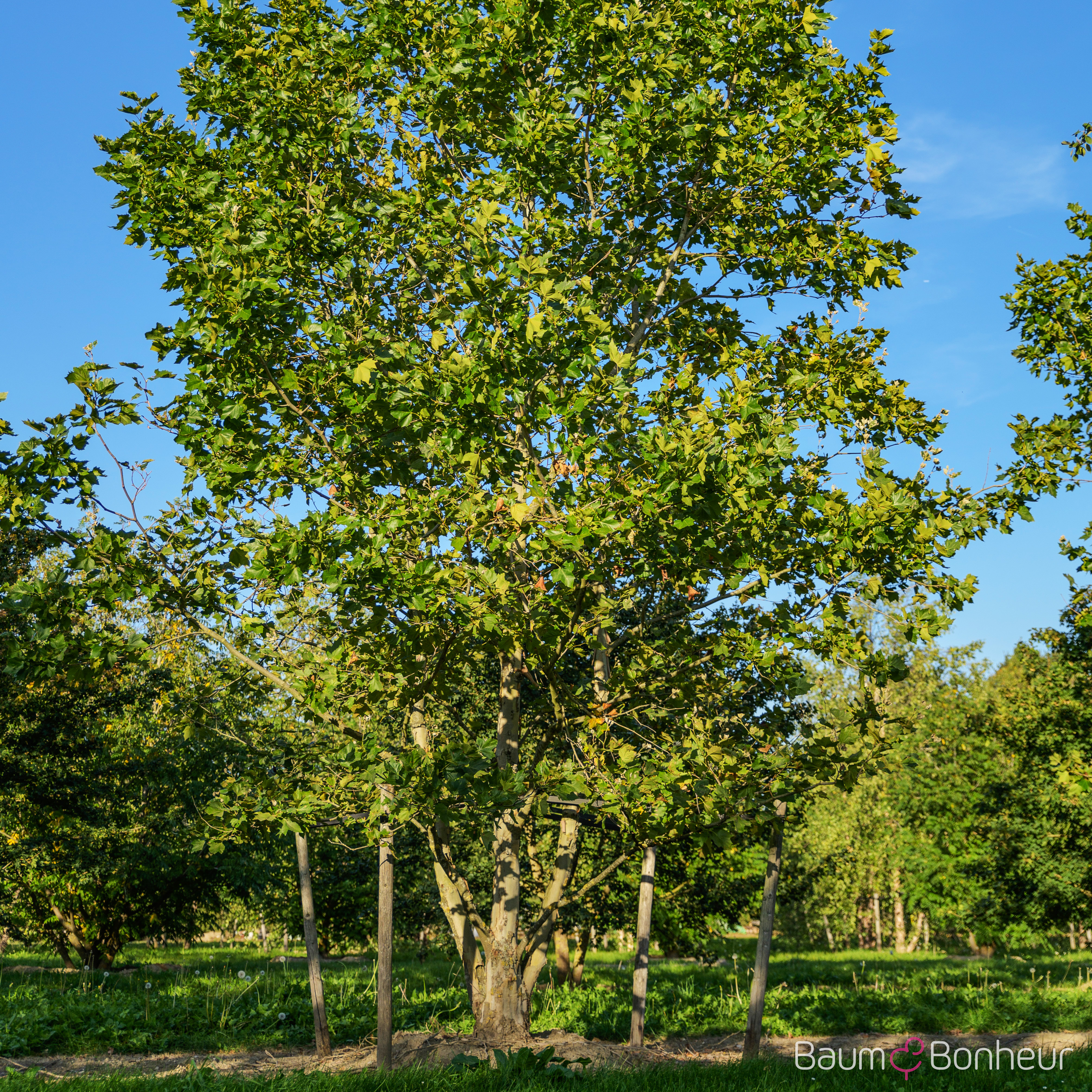 Platanus hispanica