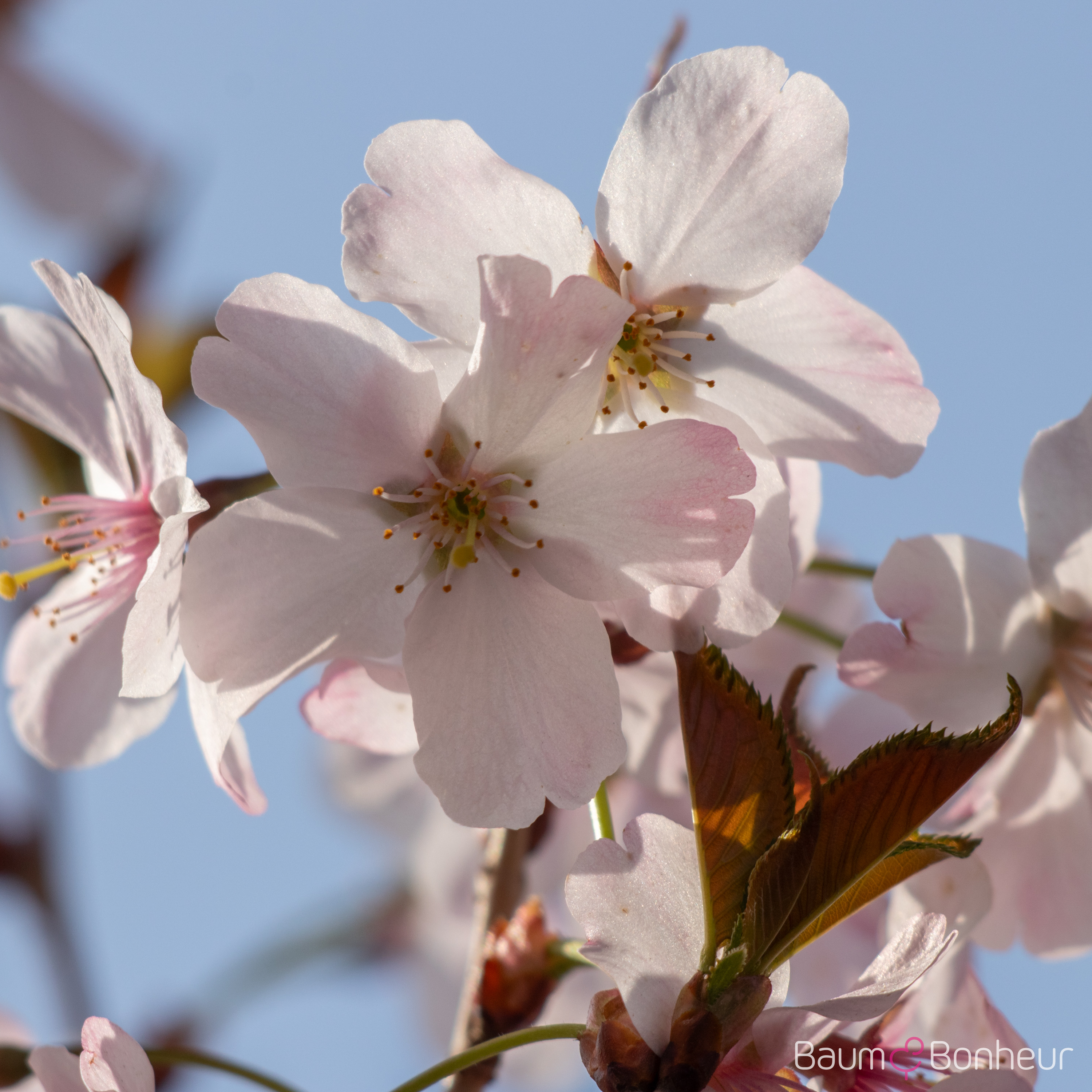 Prunus 'Pandora'
