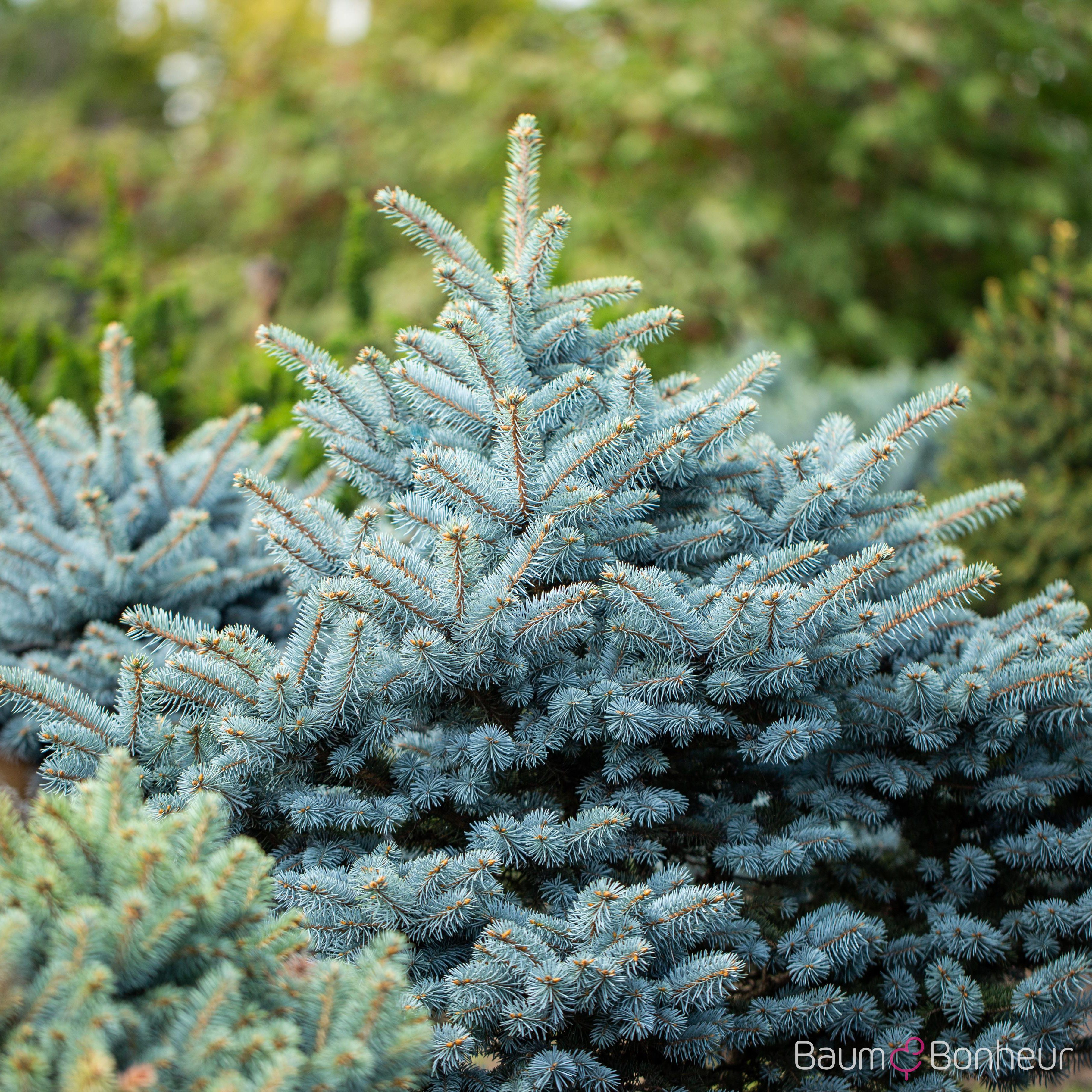 Picea pungens 'Glauca'
