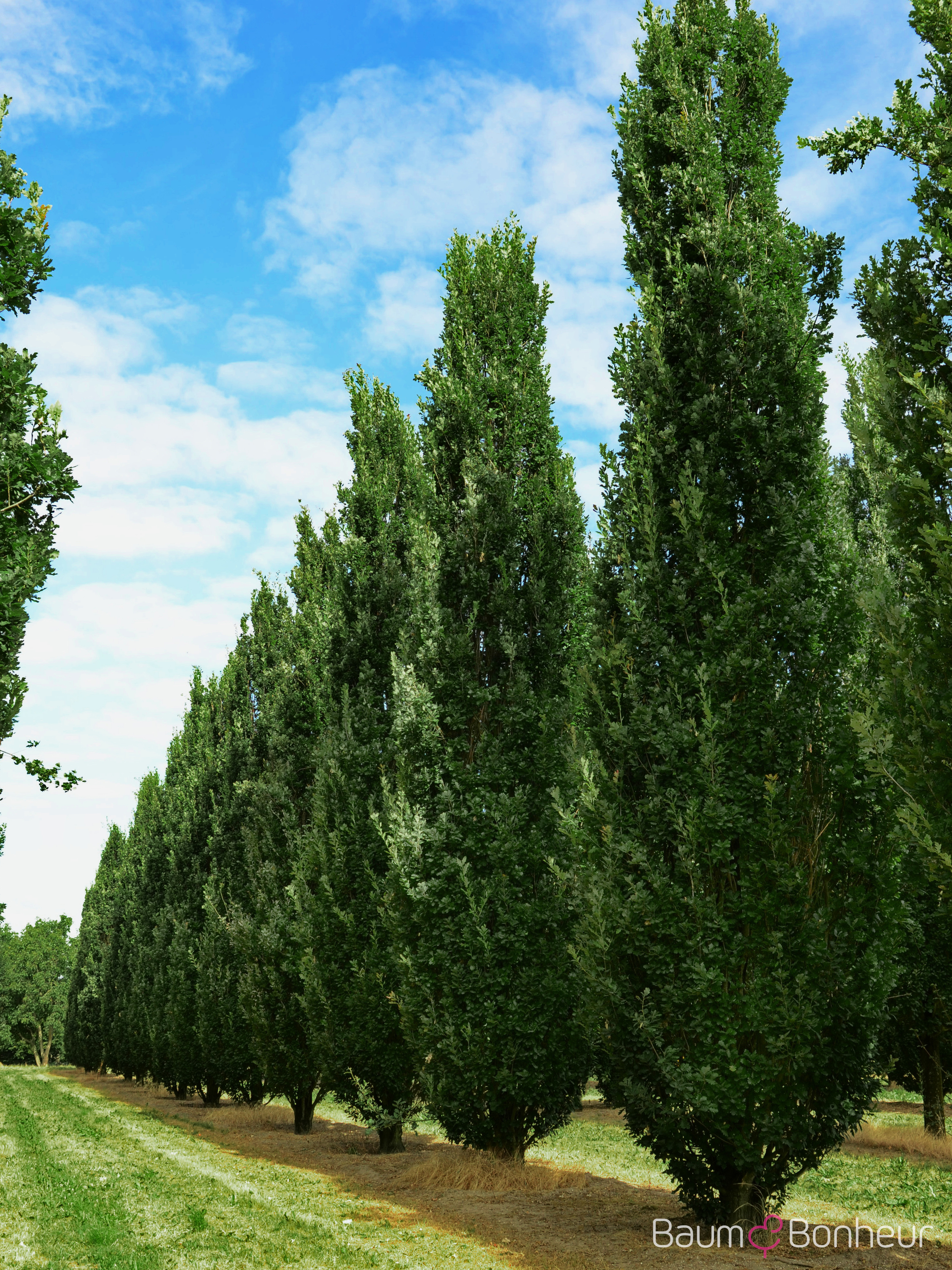 Quercus robur 'Fastigiata Dila'