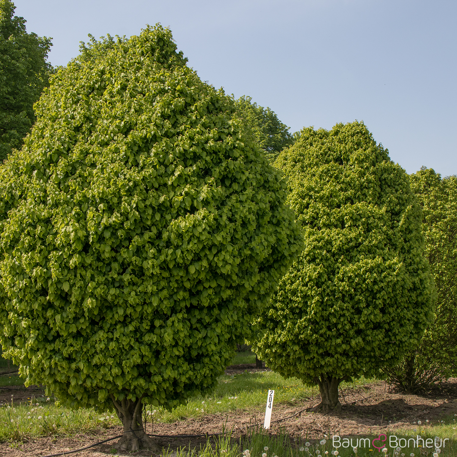 Carpinus betulus 'Fastigiata Monument'