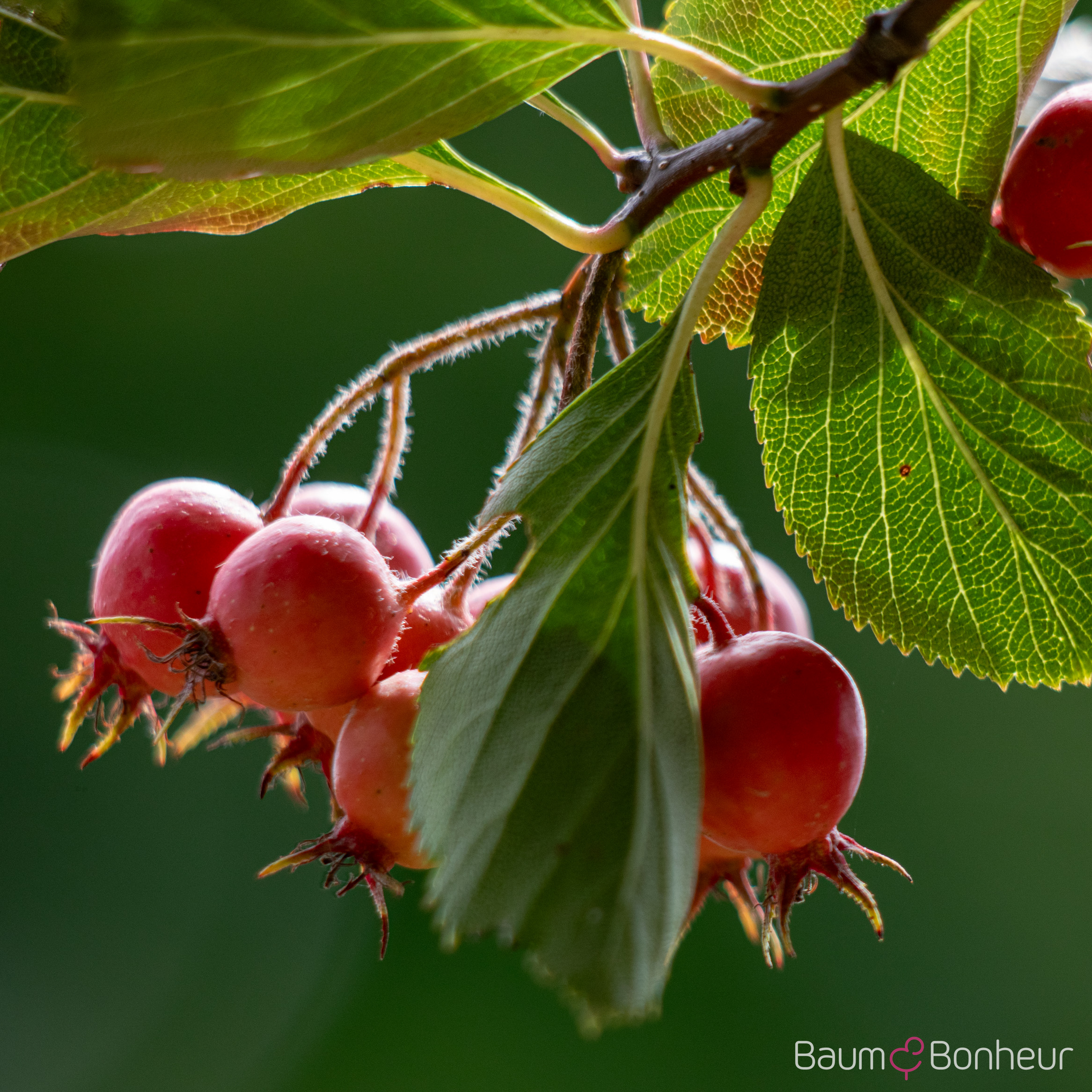 Crataegus crus-galli