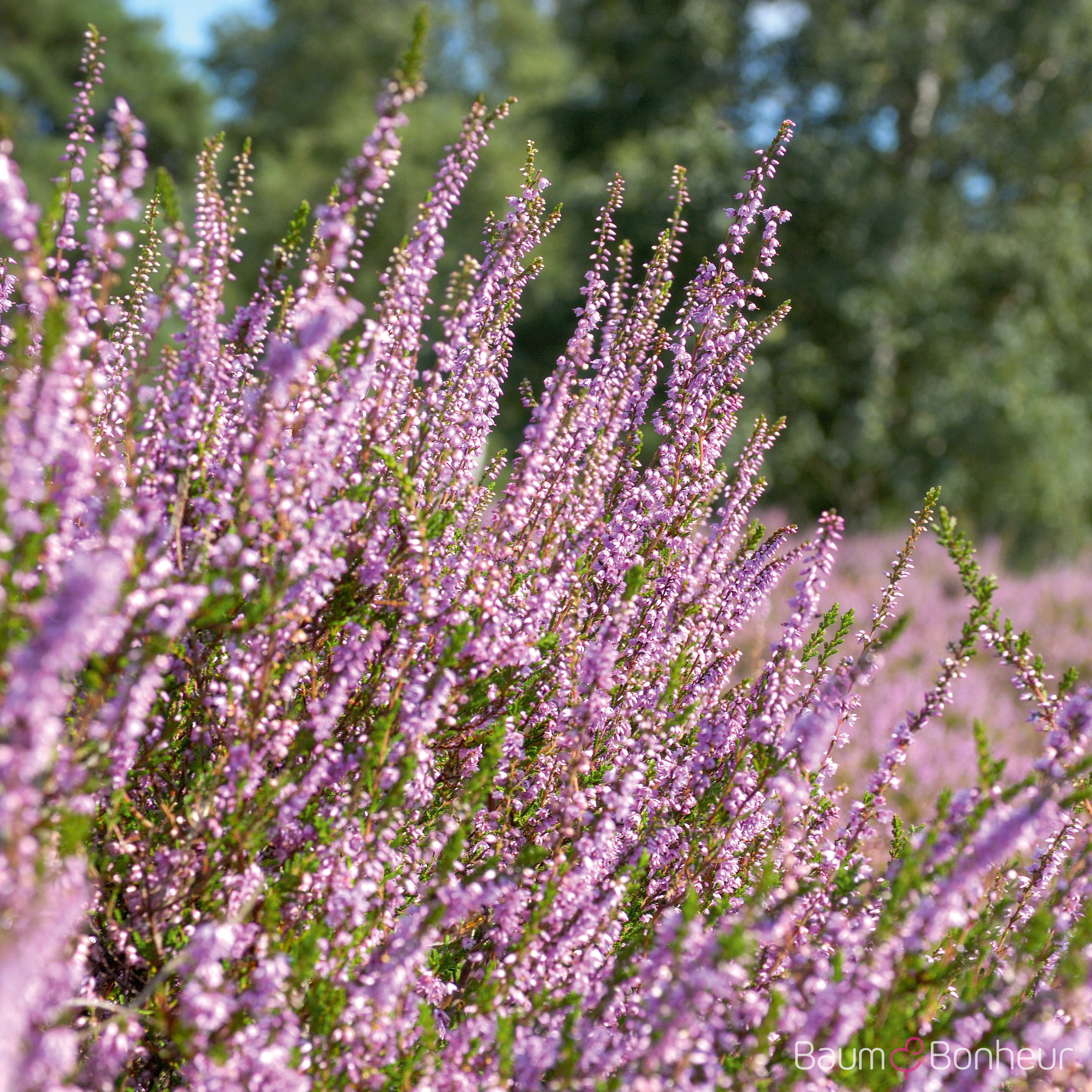 Calluna vulgaris i.S.
