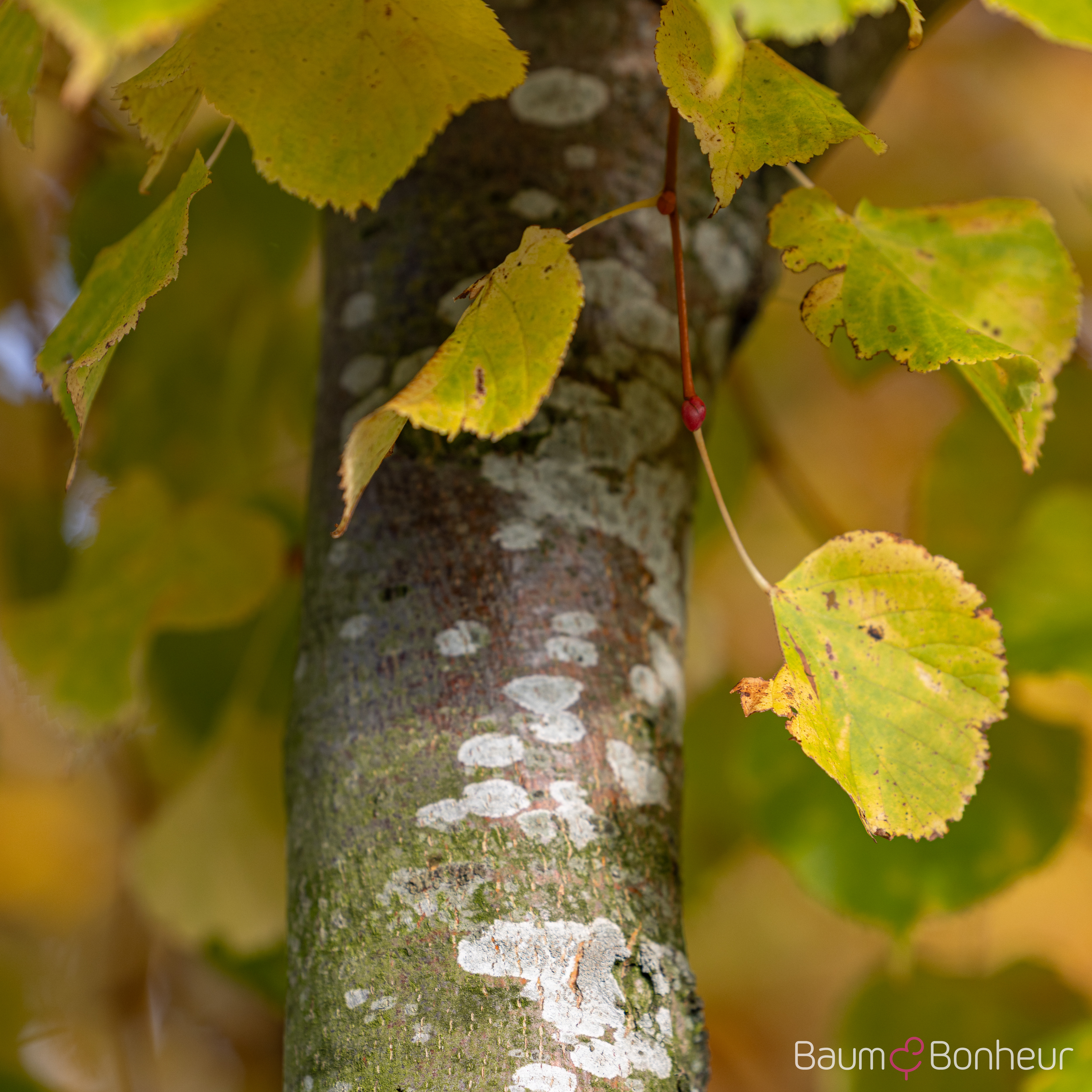 Tilia cordata 'Winter Orange'
