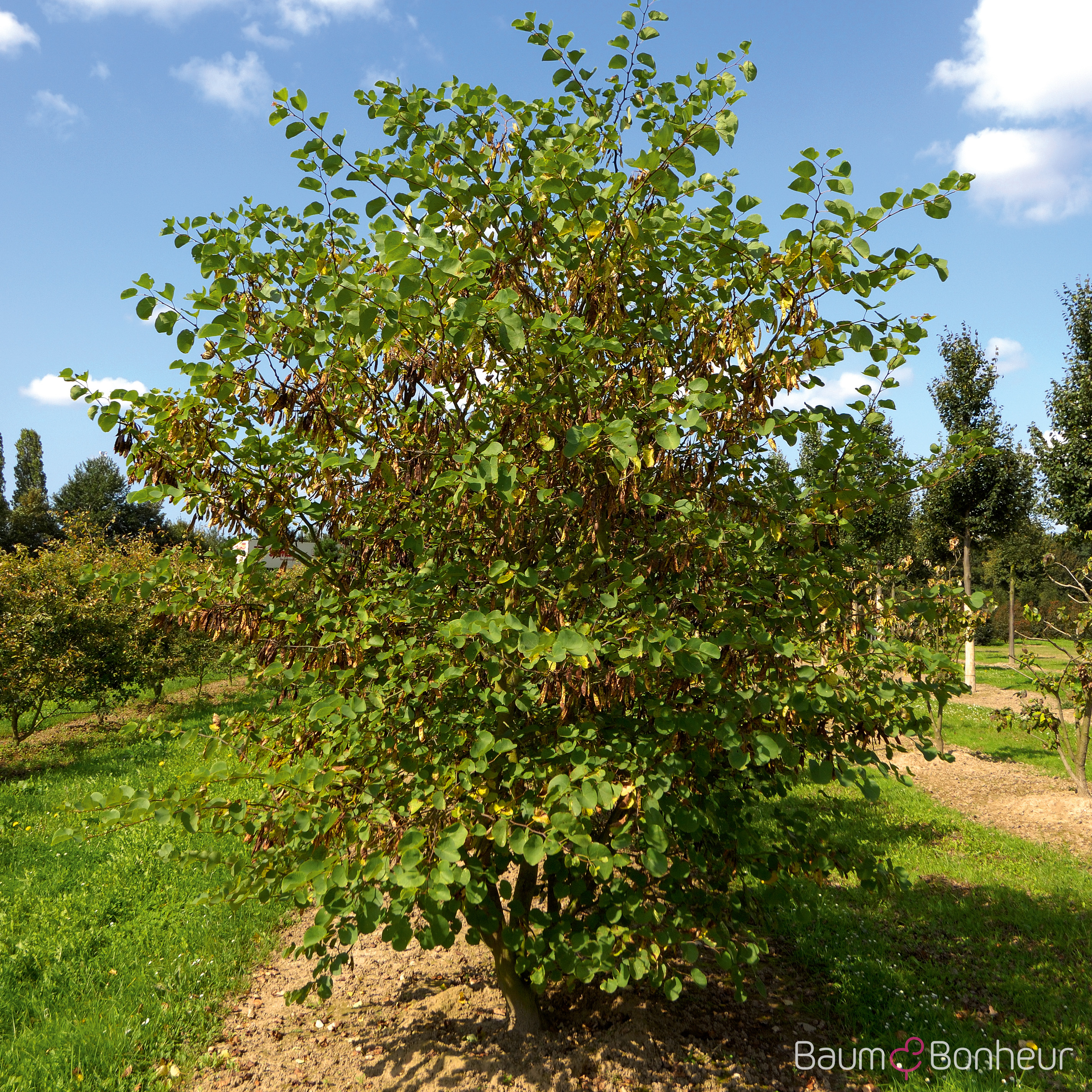 Cercis siliquastrum
