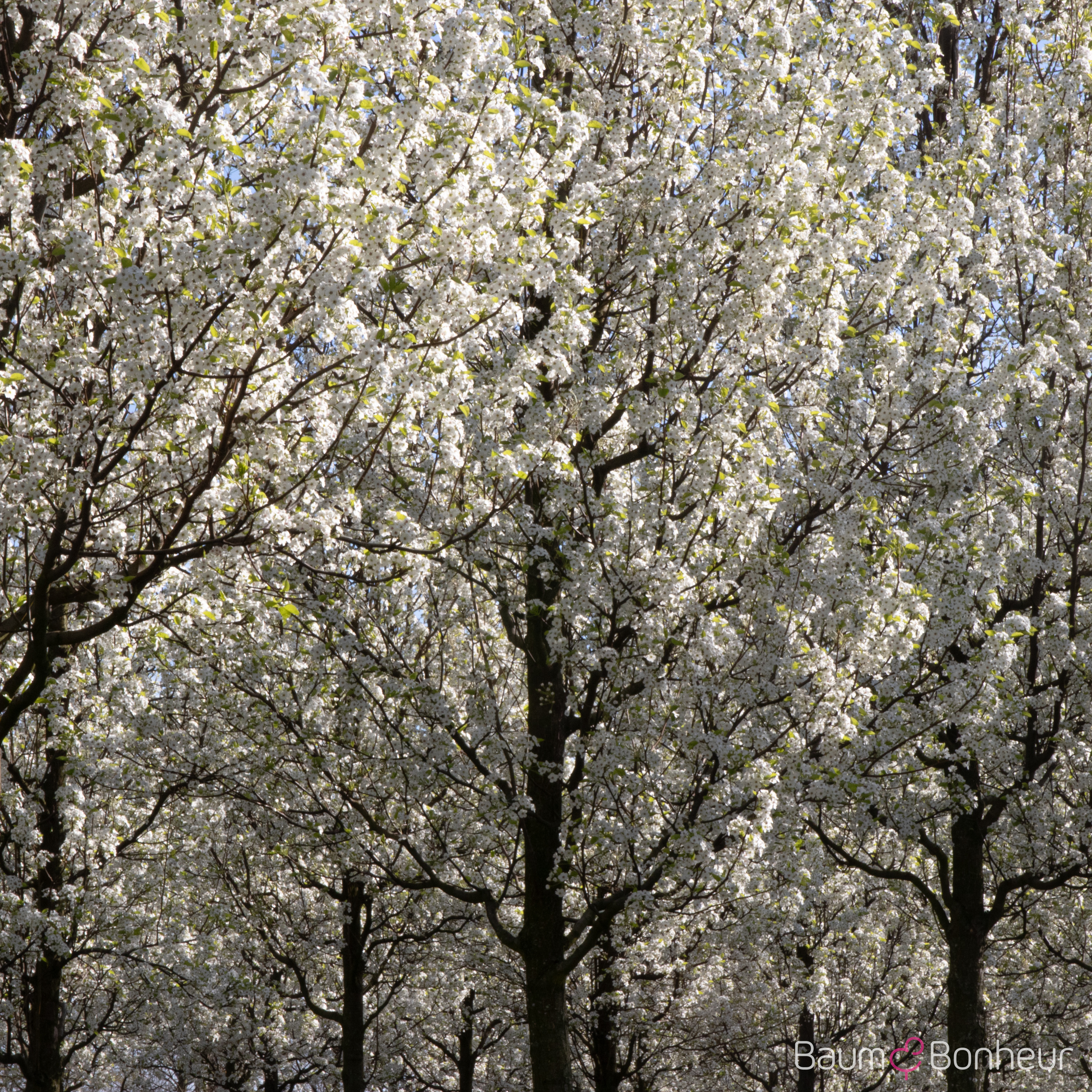 Pyrus calleryana 'Chanticleer'