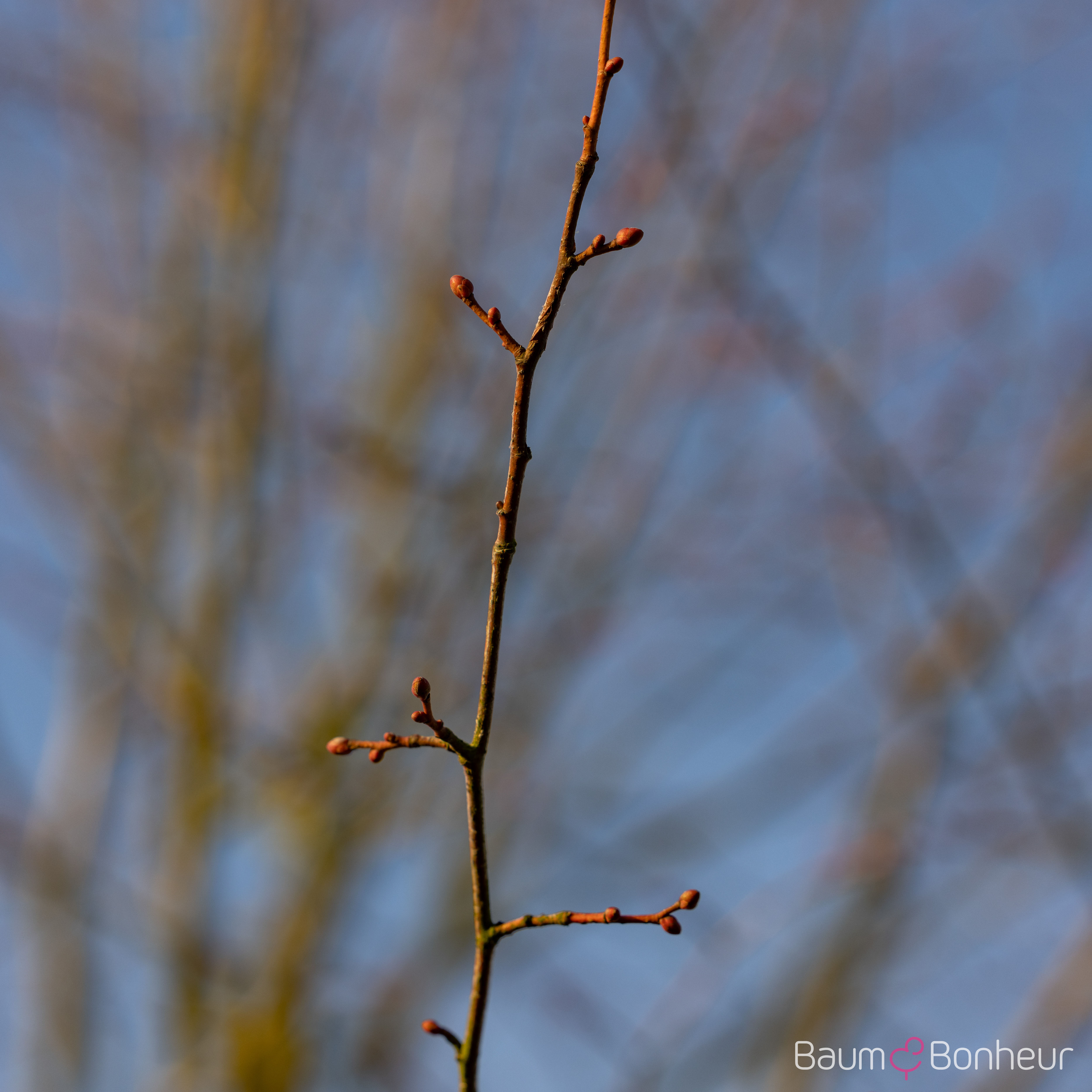 Tilia europaea 'Pallida Typ Lappen'