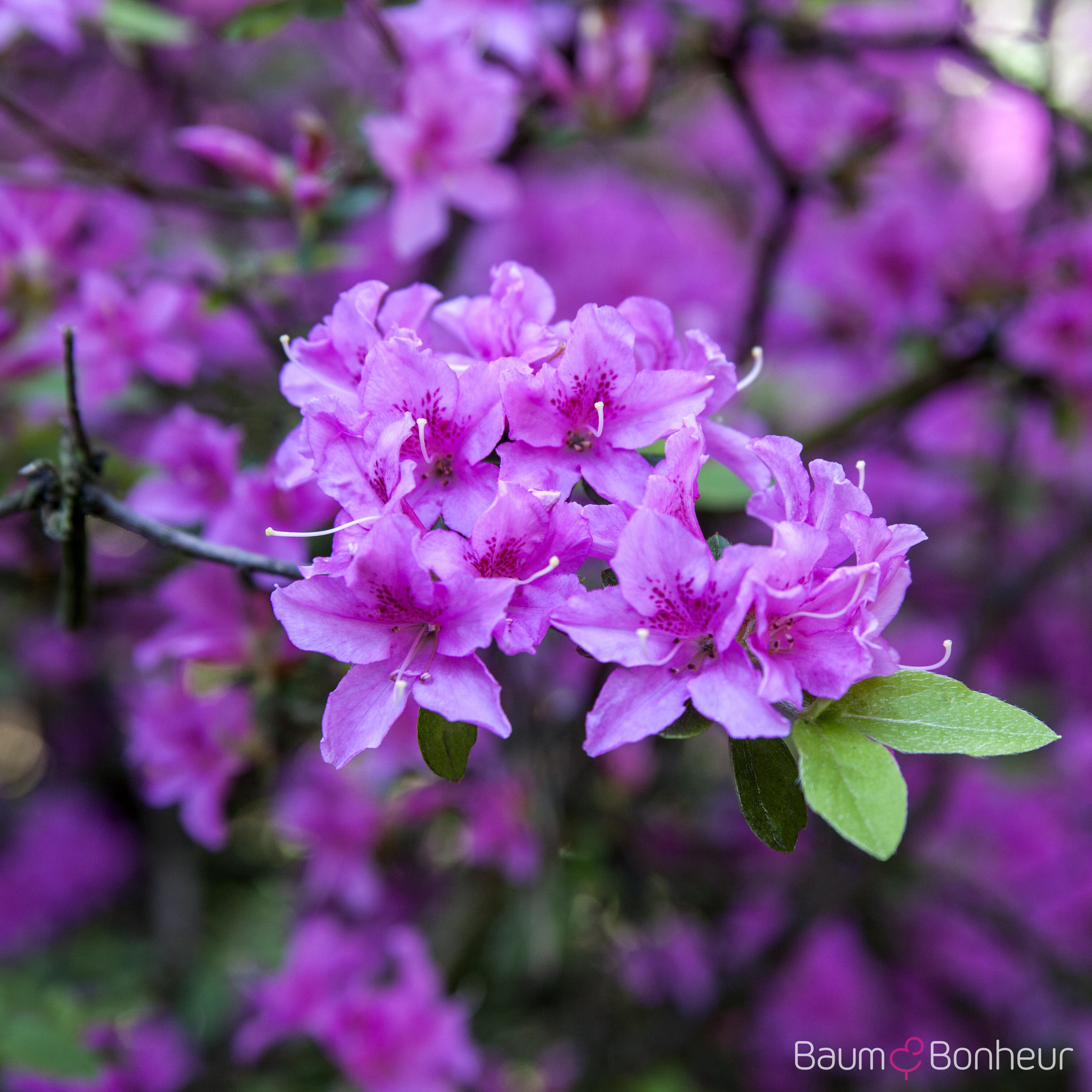Rhododendron 'Praecox'