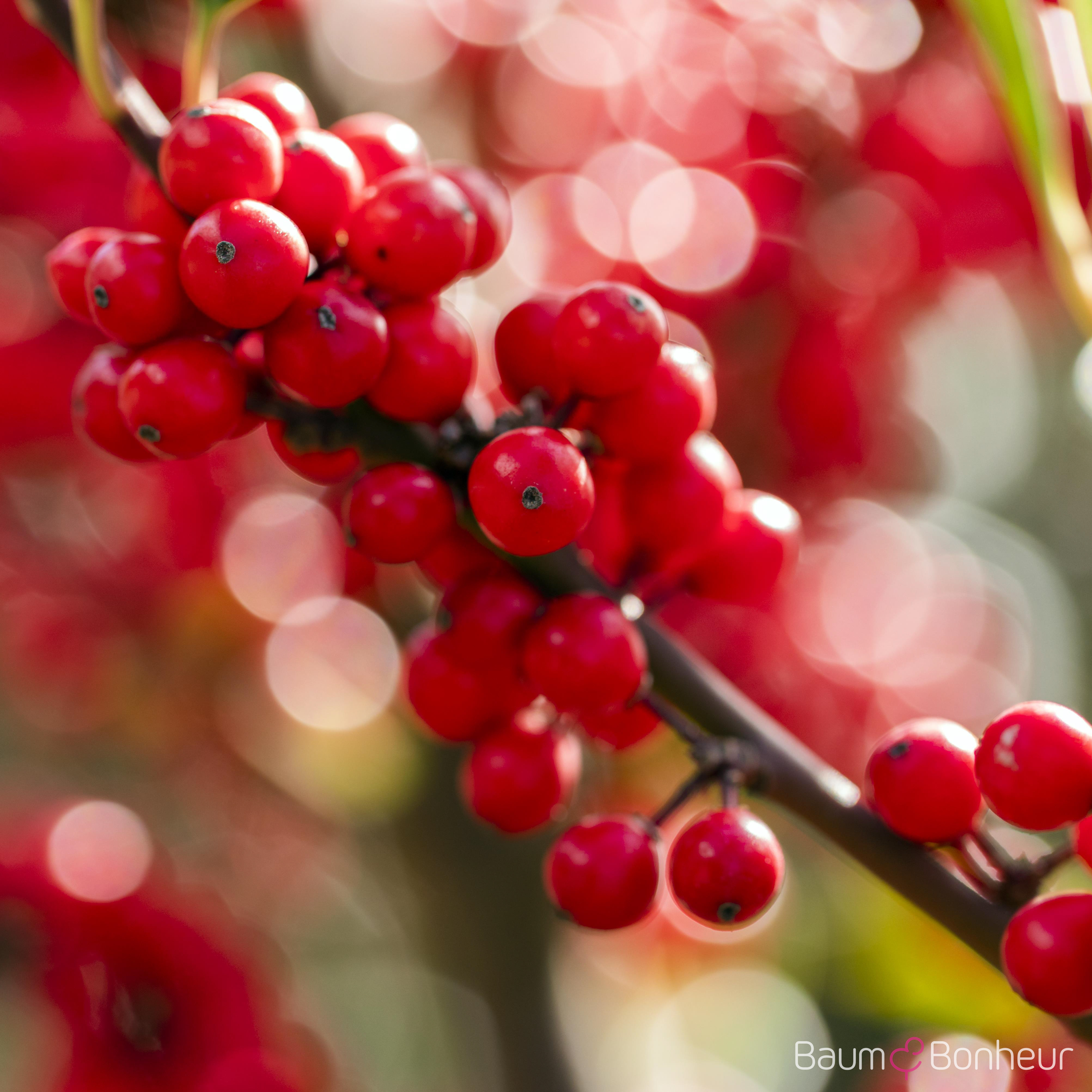 Ilex verticillata