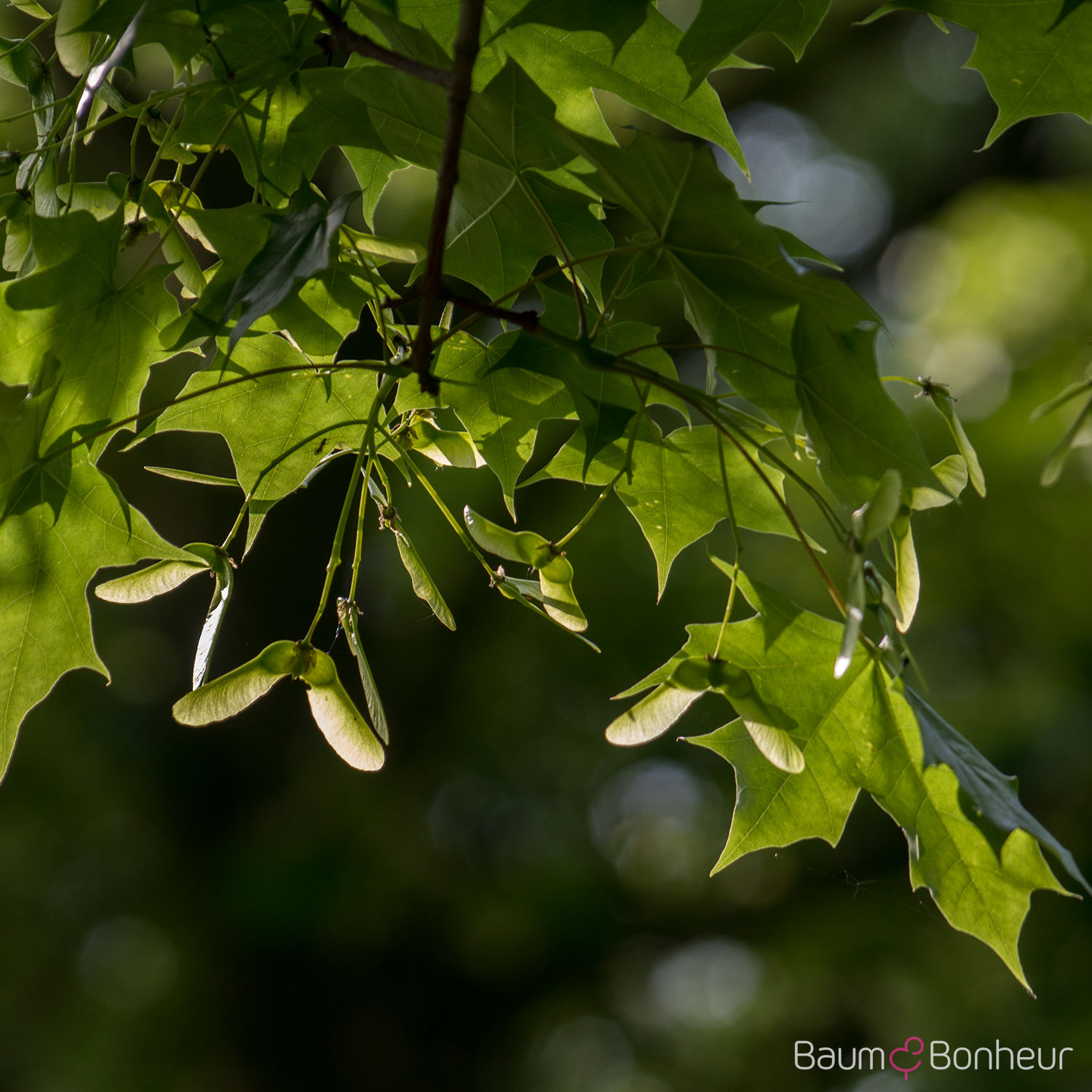 Acer truncatum 'Pacific Sunset' -R-