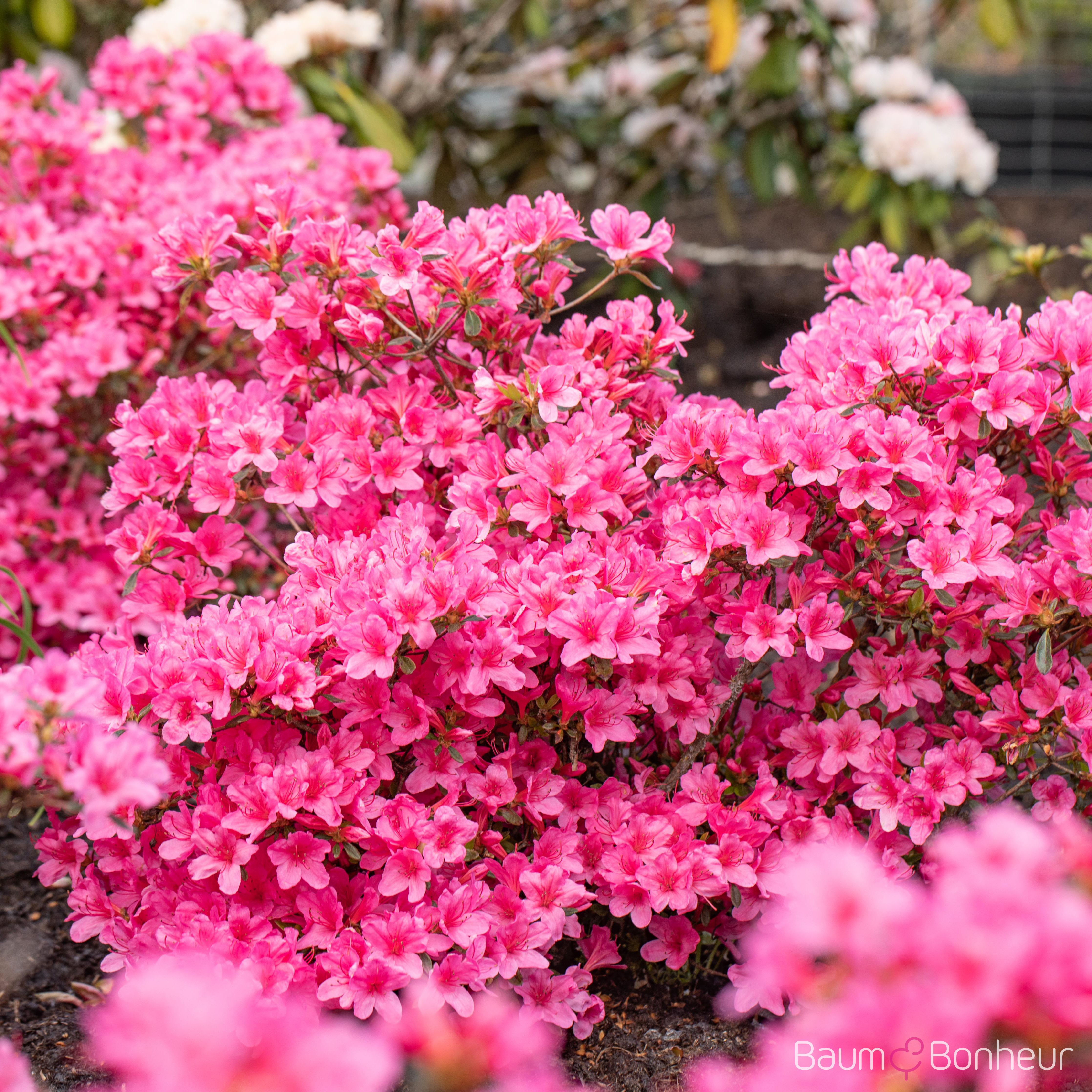 Rhododendron obtusum 'Madame Albert van Hecke'