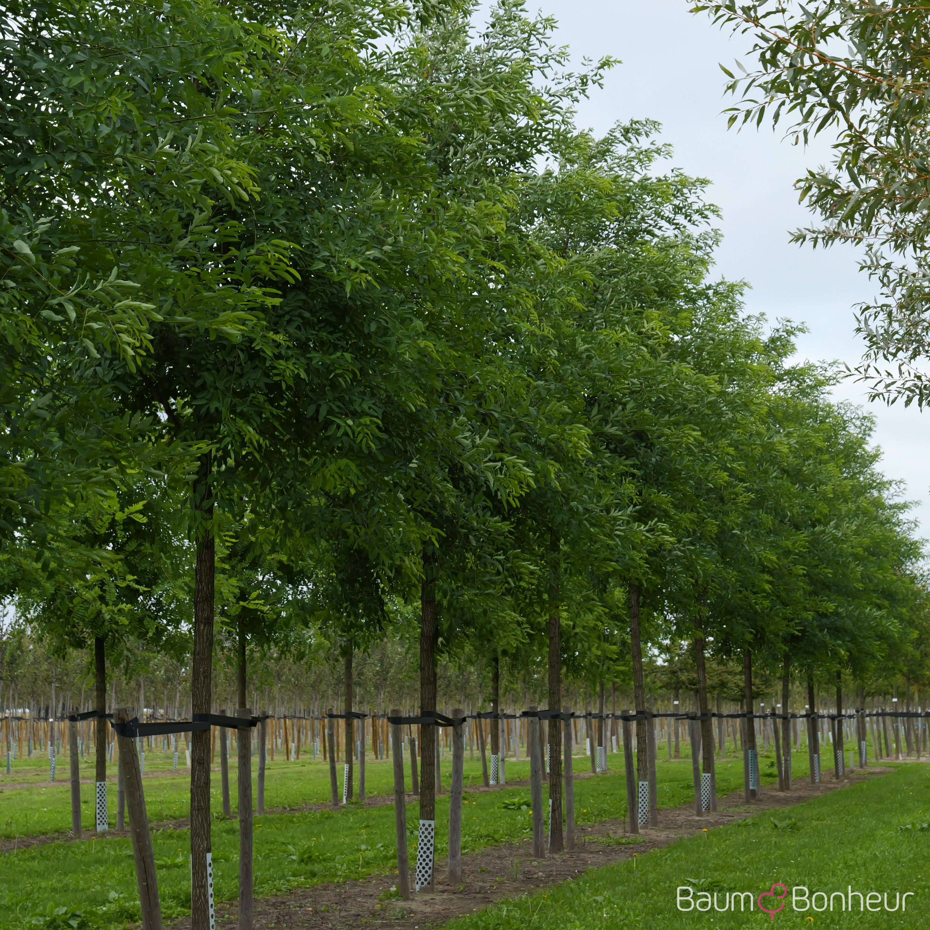 Robinia pseudoacacia 'Unifoliola'