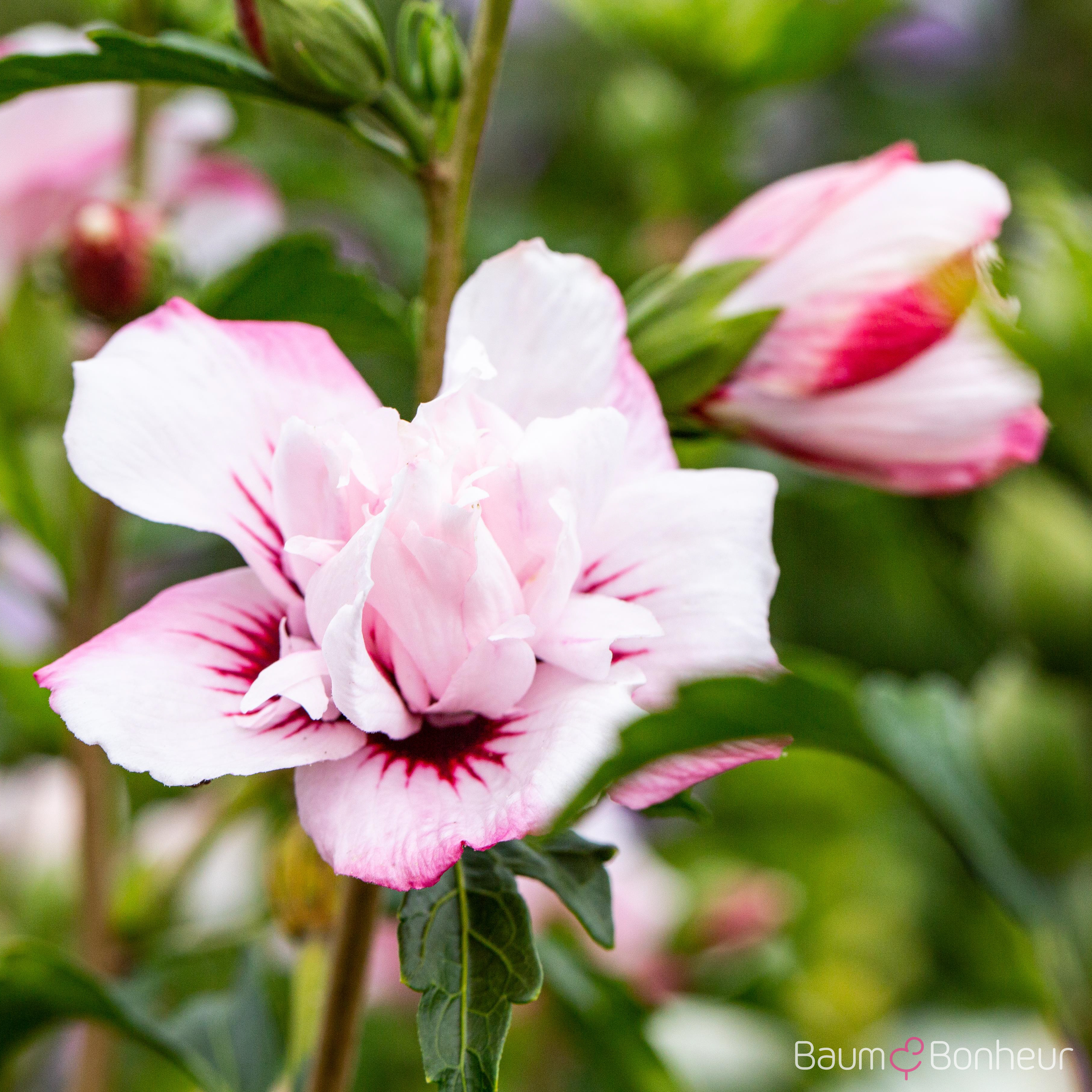 Hibiscus syriacus 'Lady Stanley'
