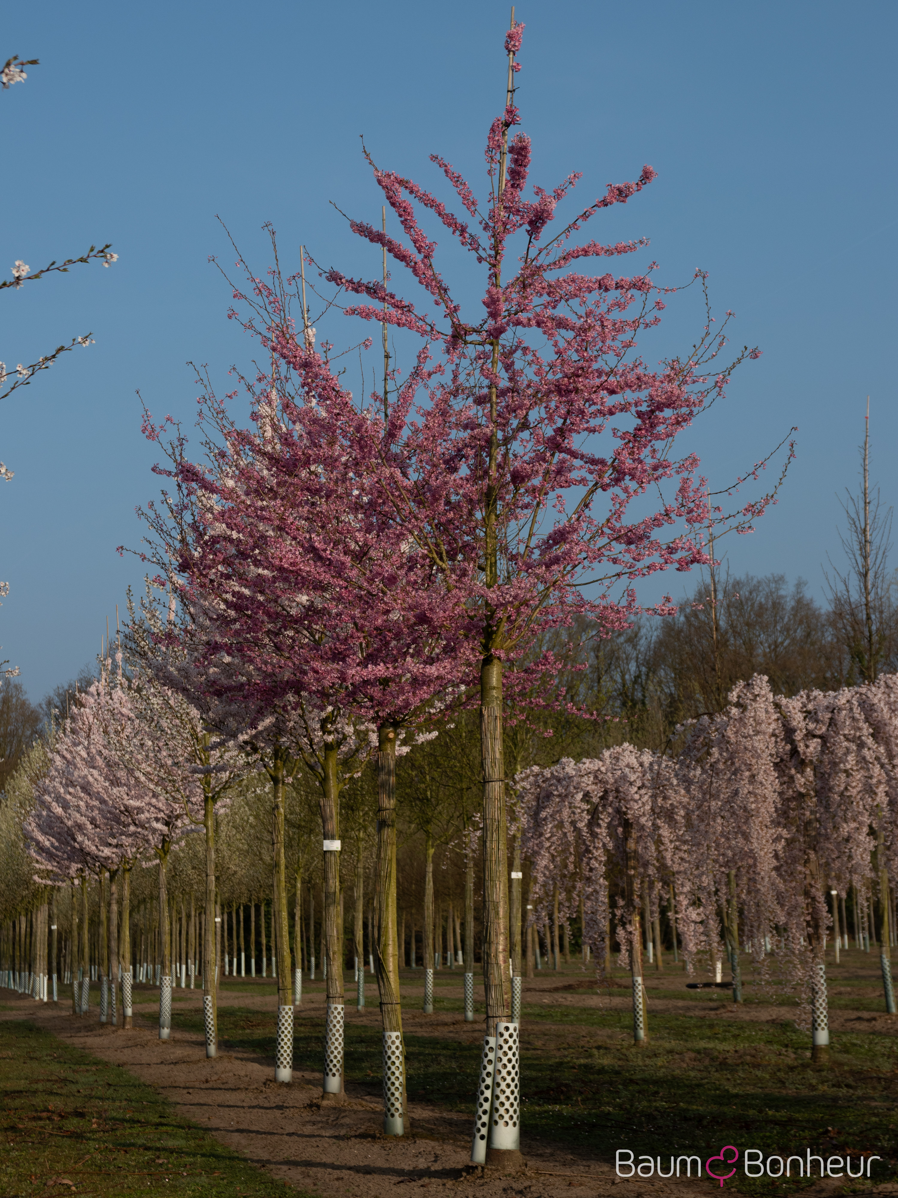 Prunus subhirtella 'Fukubana'