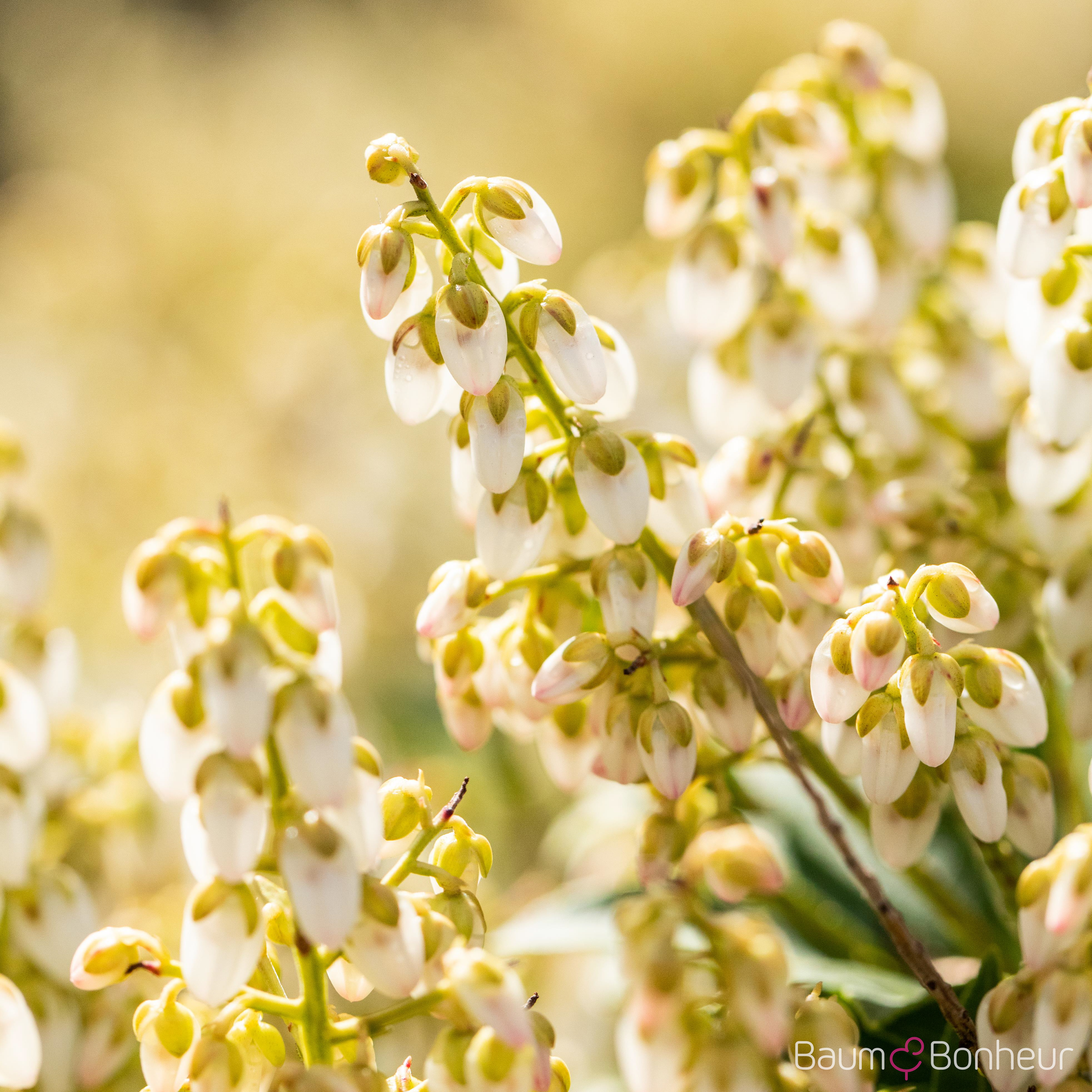Pieris japonica 'Debutante'