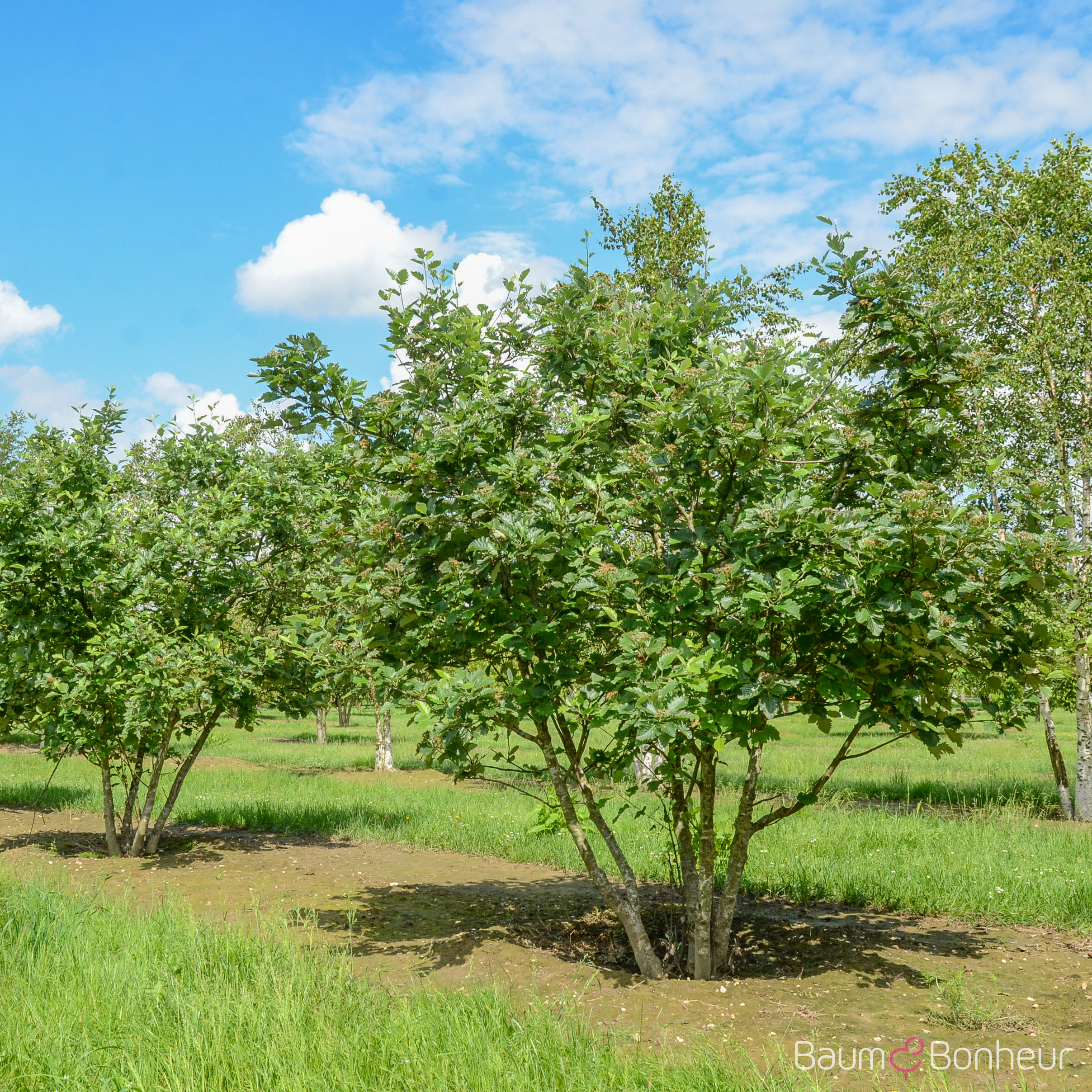 Sorbus intermedia