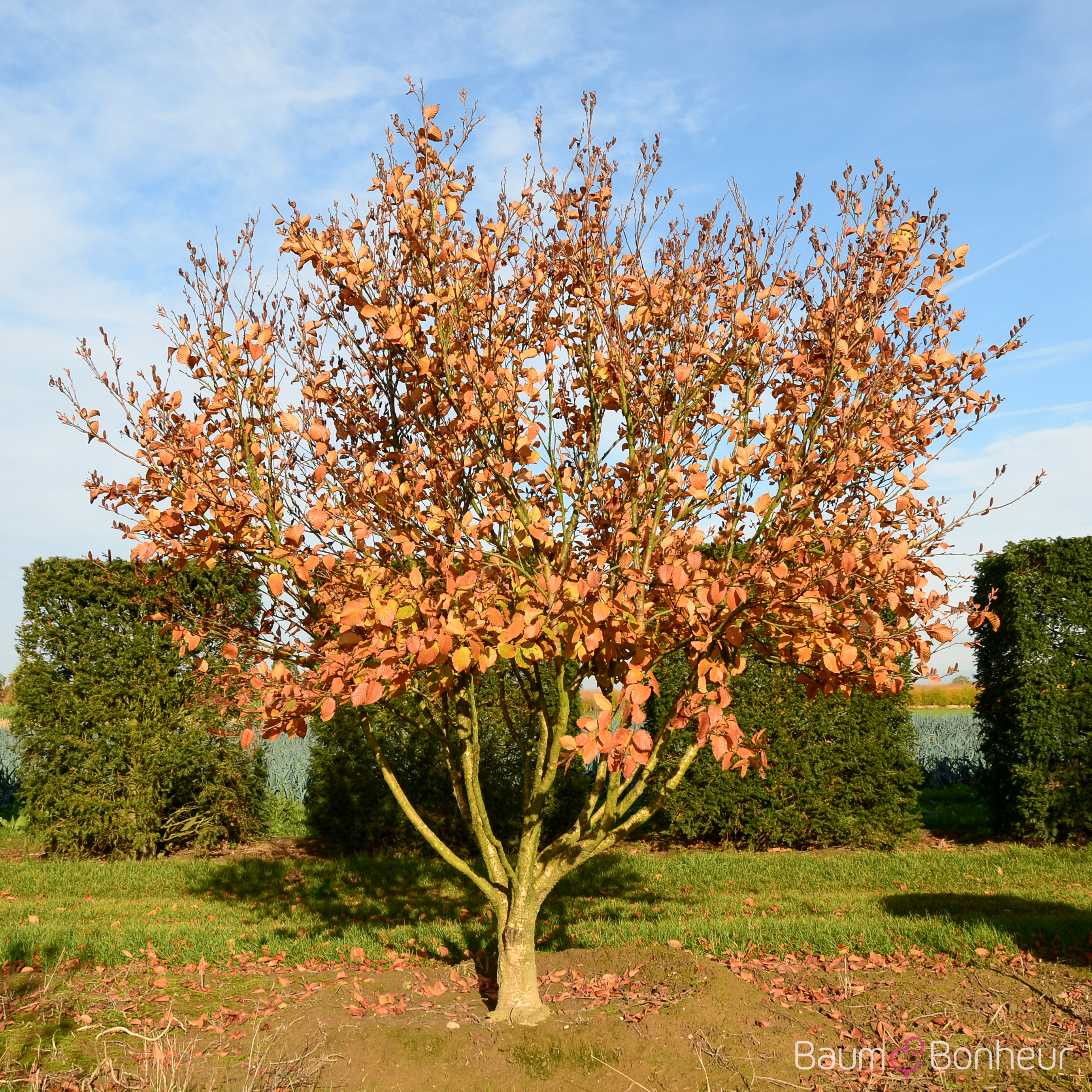 Betula medwediewii