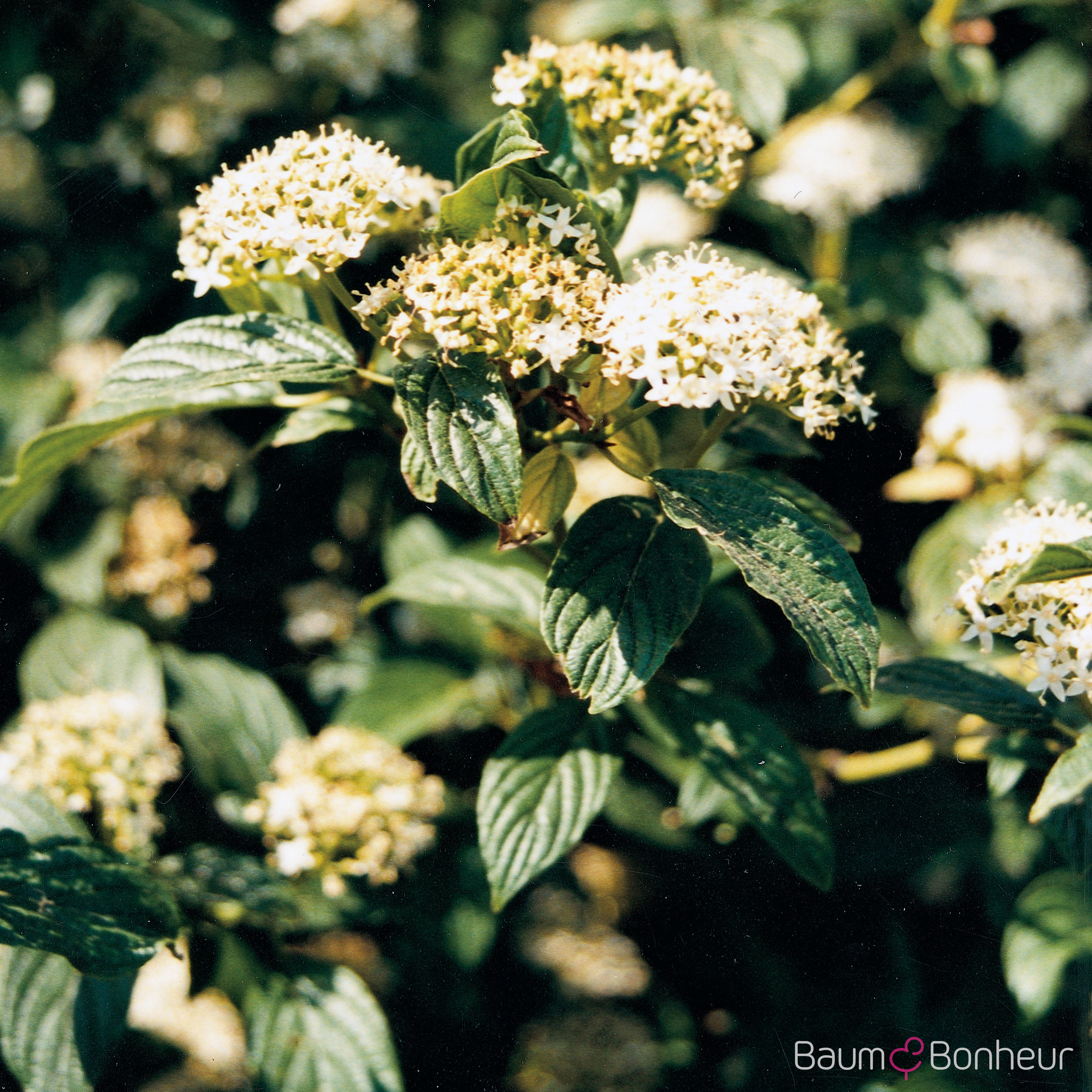 Cornus alba