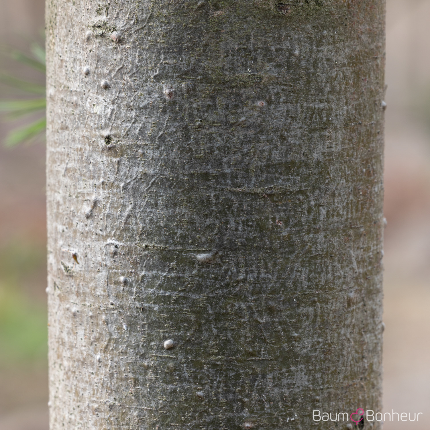 Pinus wallichiana 'Densa Hill'