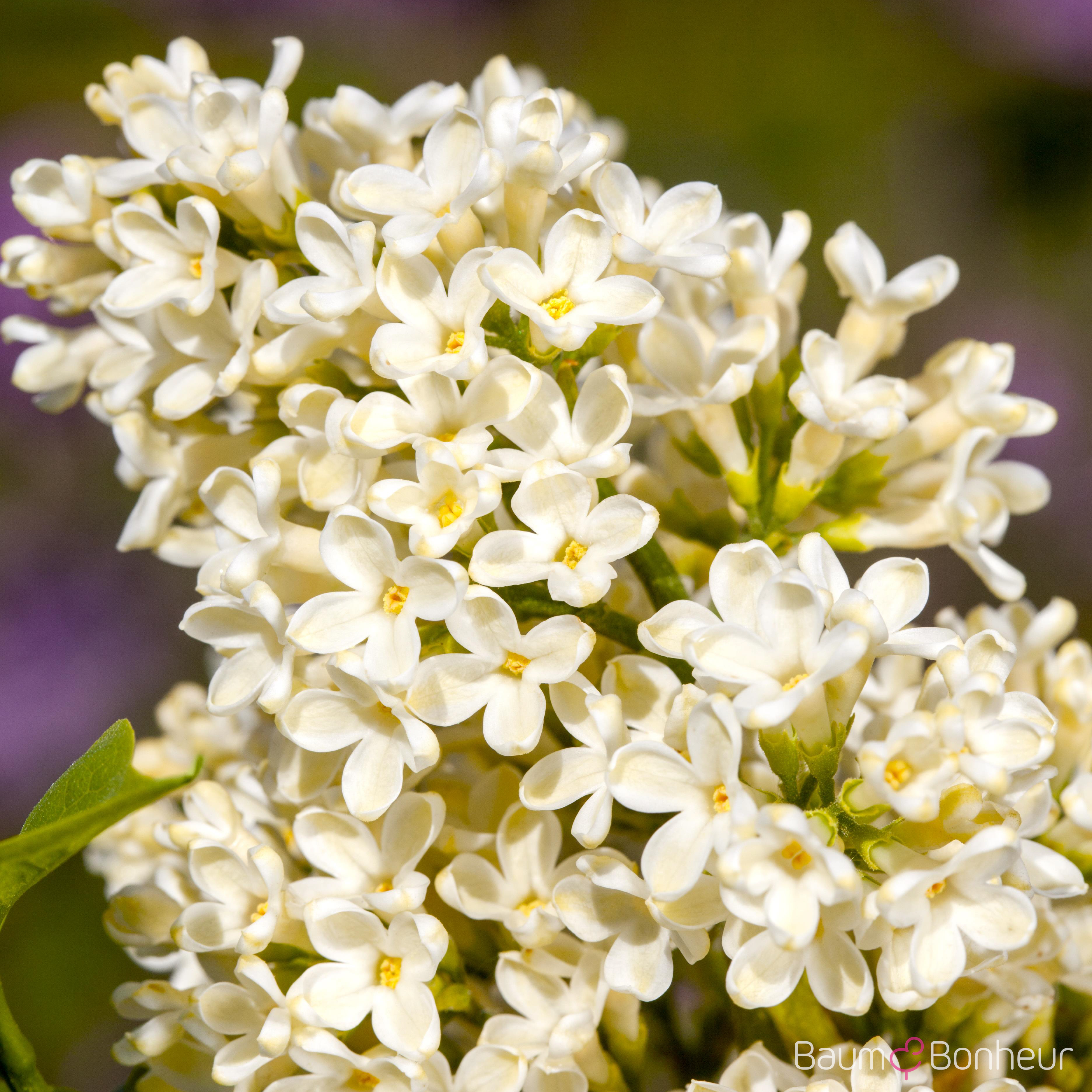 Syringa vulgaris 'Primrose'