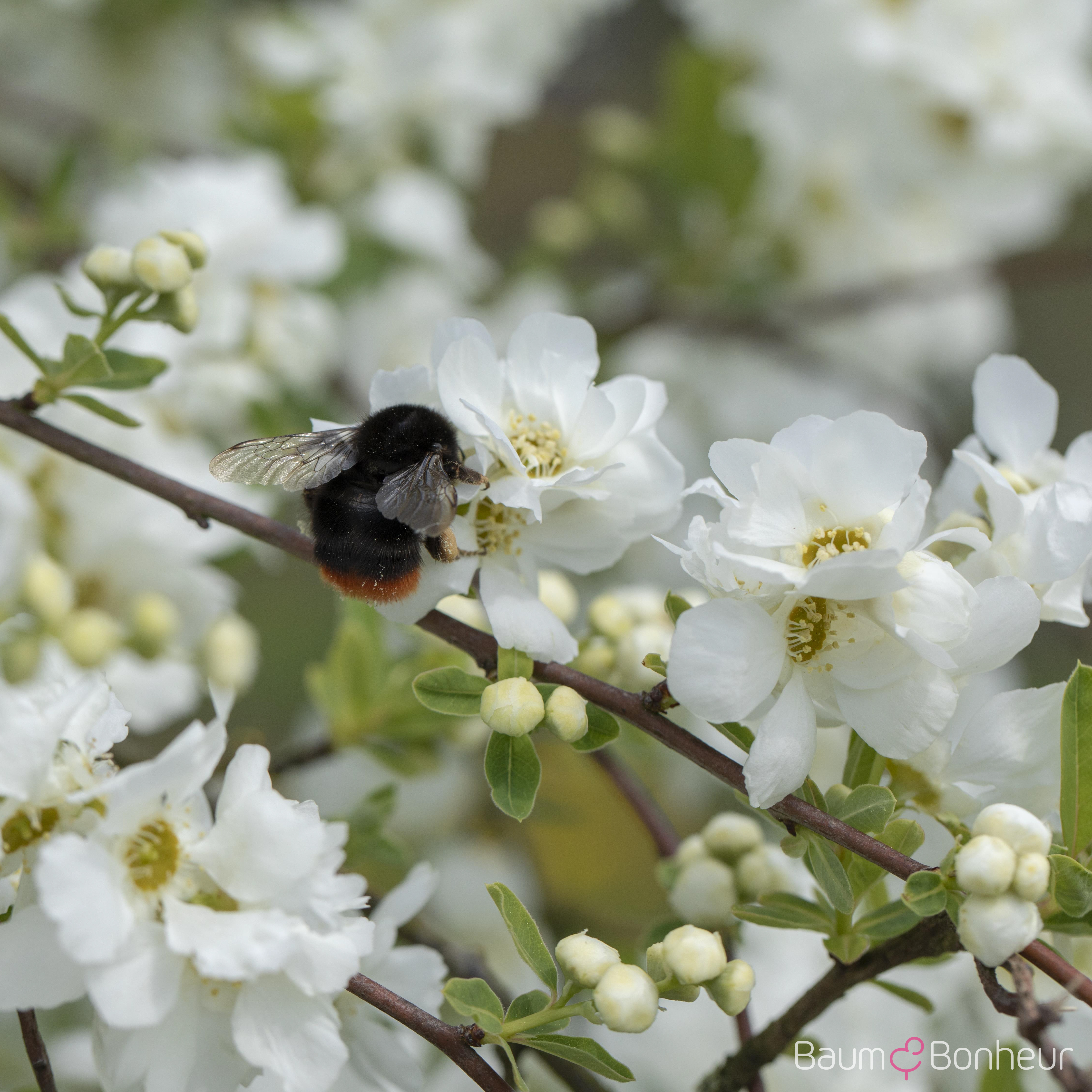 Exochorda macrantha 'The Bride'