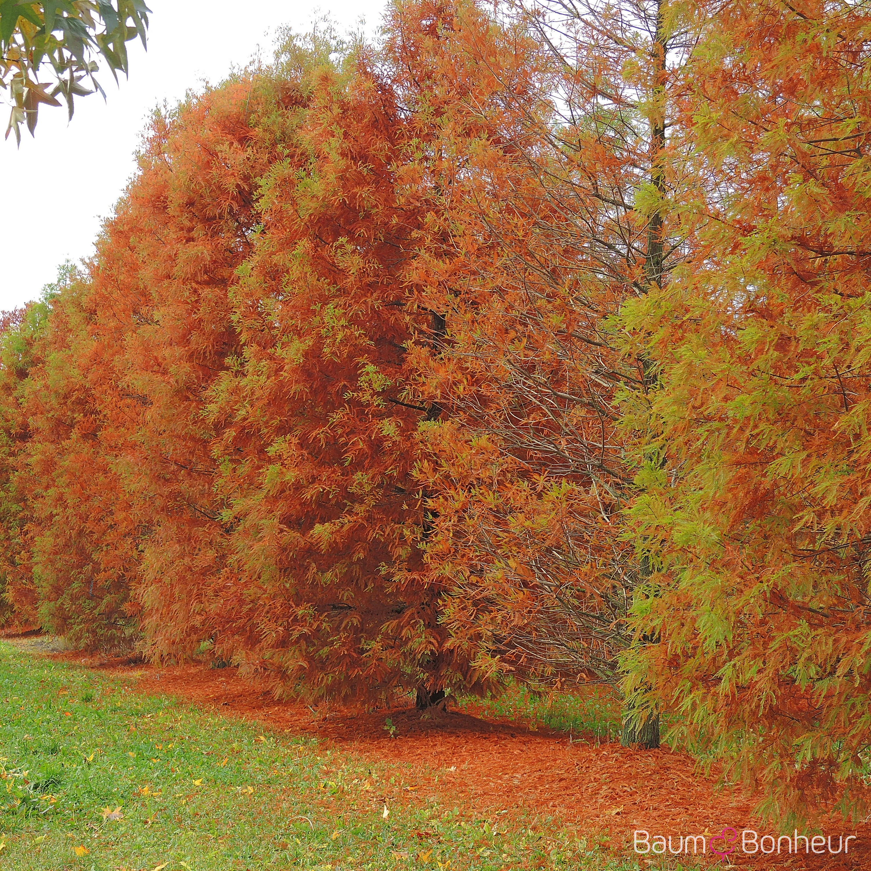 Taxodium distichum