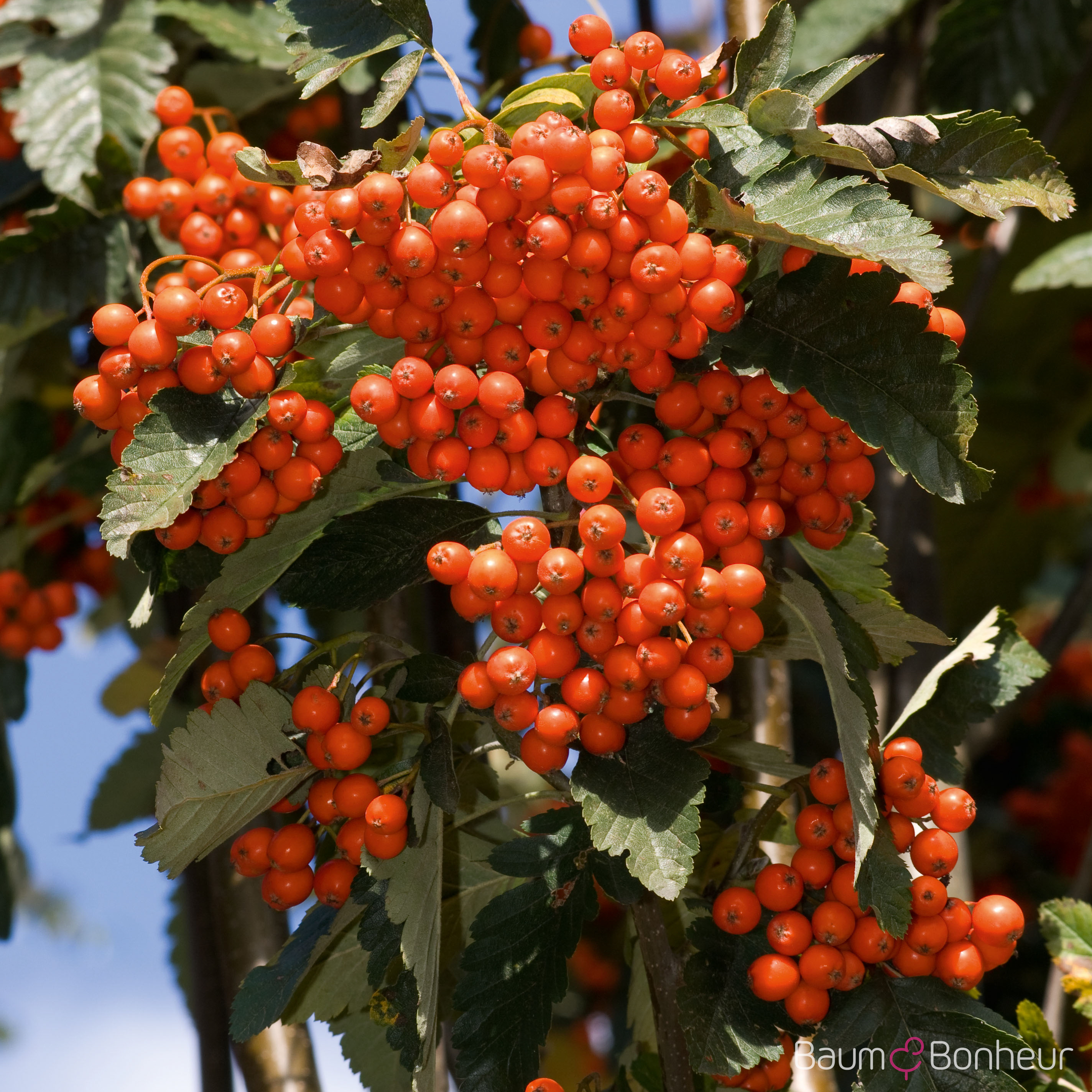 Sorbus thuringiaca 'Fastigiata'