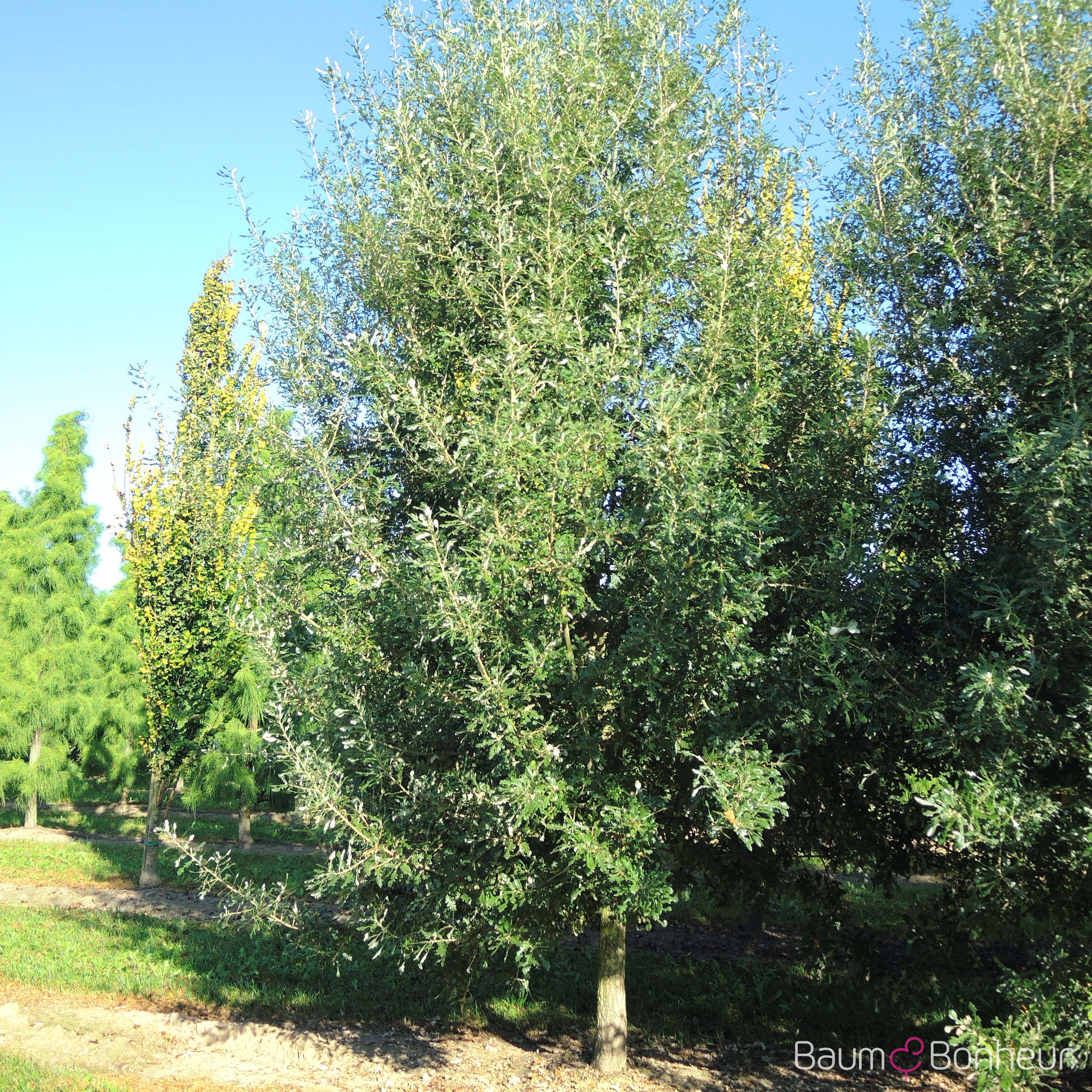 Quercus hispanica 'Diversifolia'