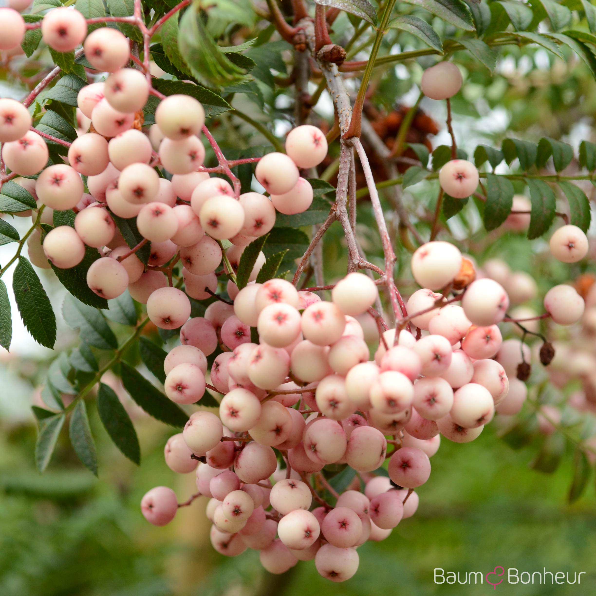 Sorbus vilmorinii