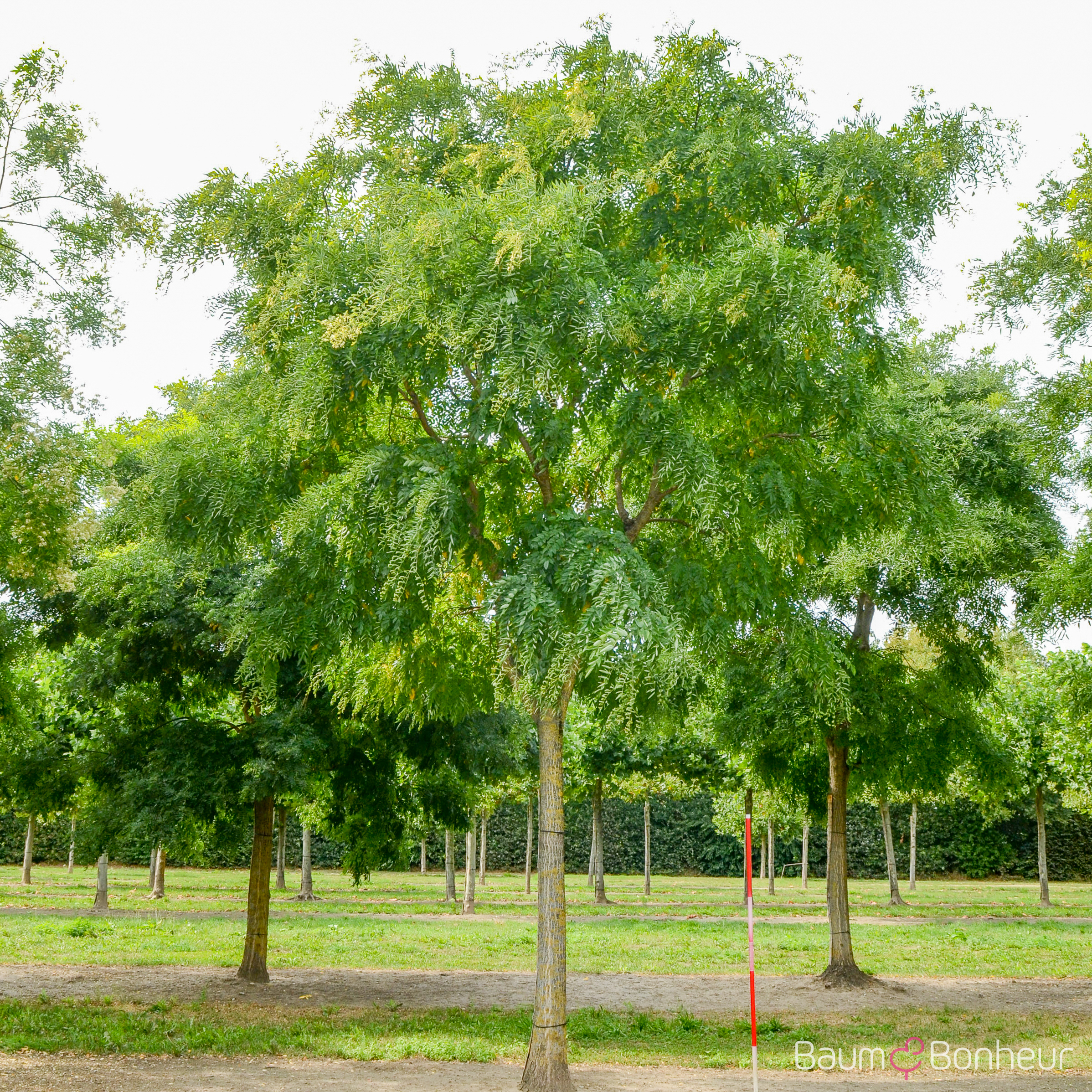 Sophora japonica 'Regent'