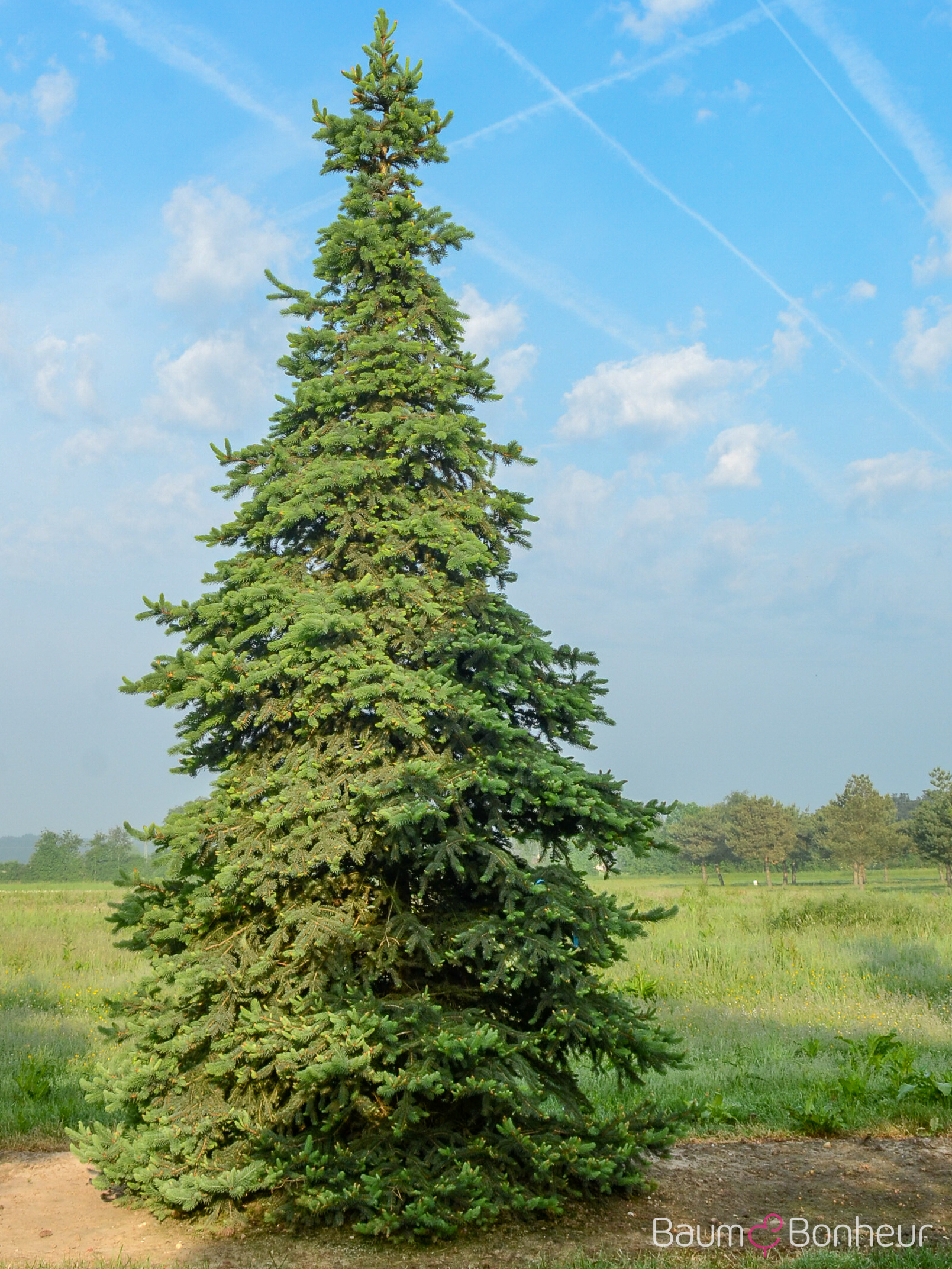 Picea pungens