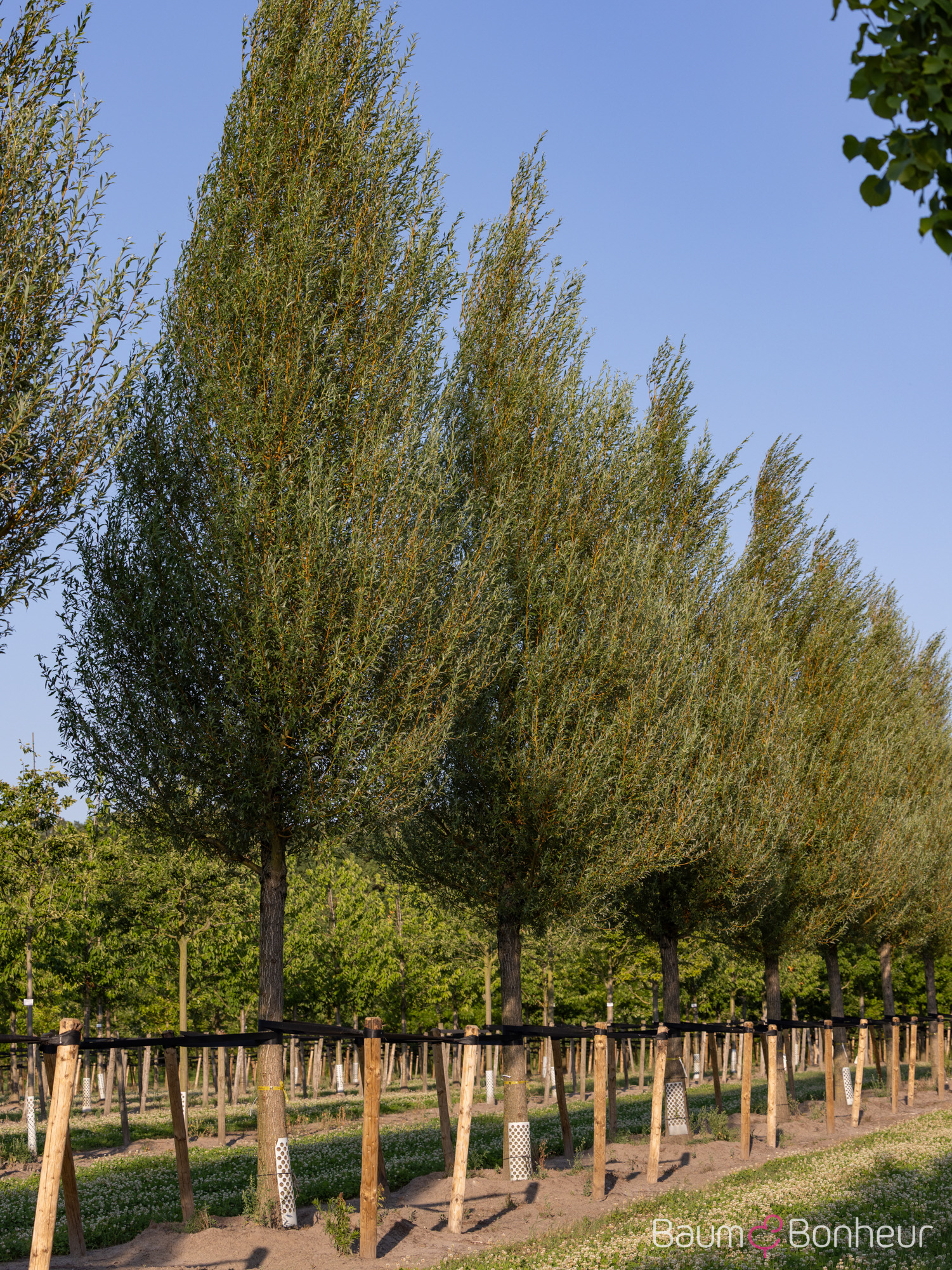 Salix alba 'Chermesina'