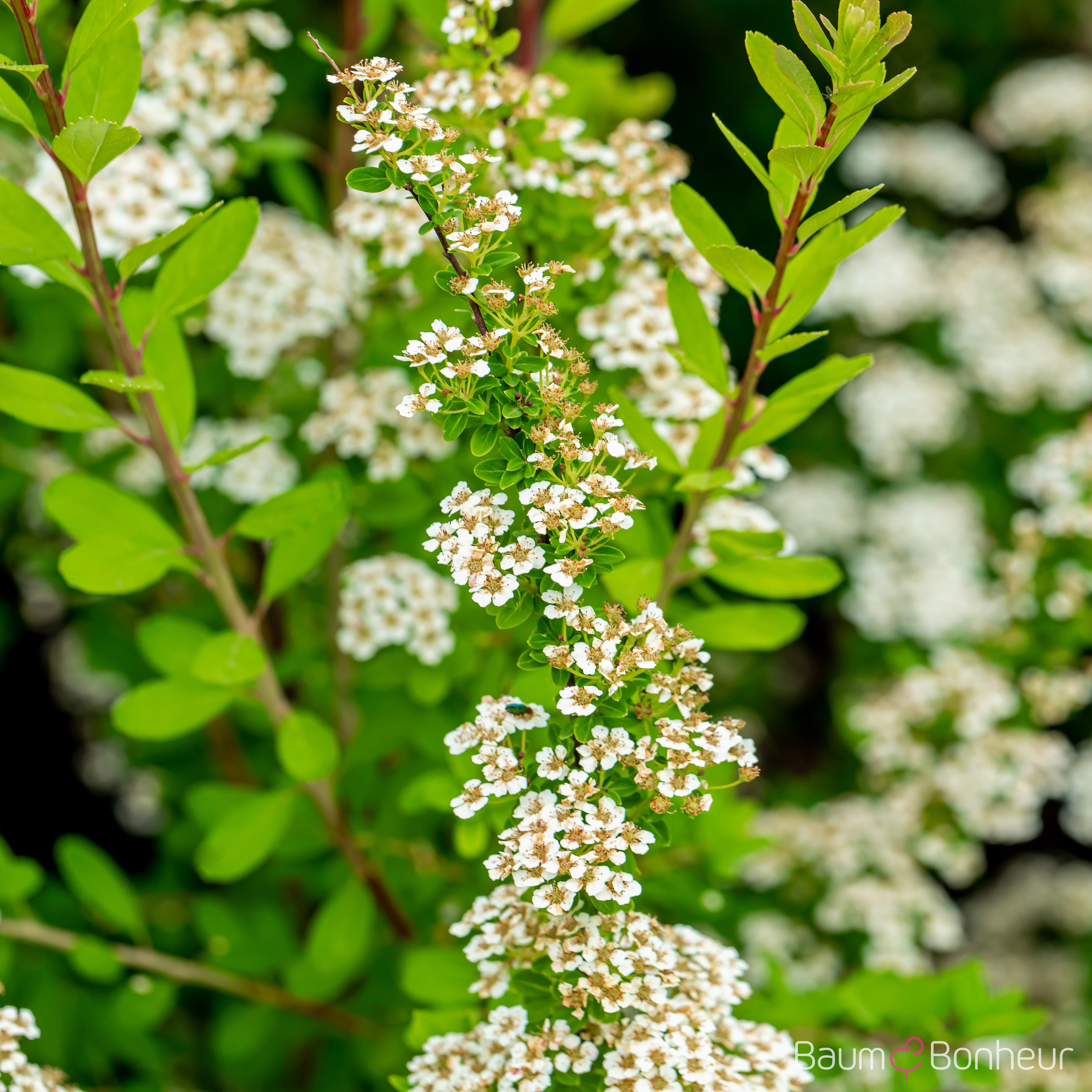 Spiraea nipponica 'Snowmound'