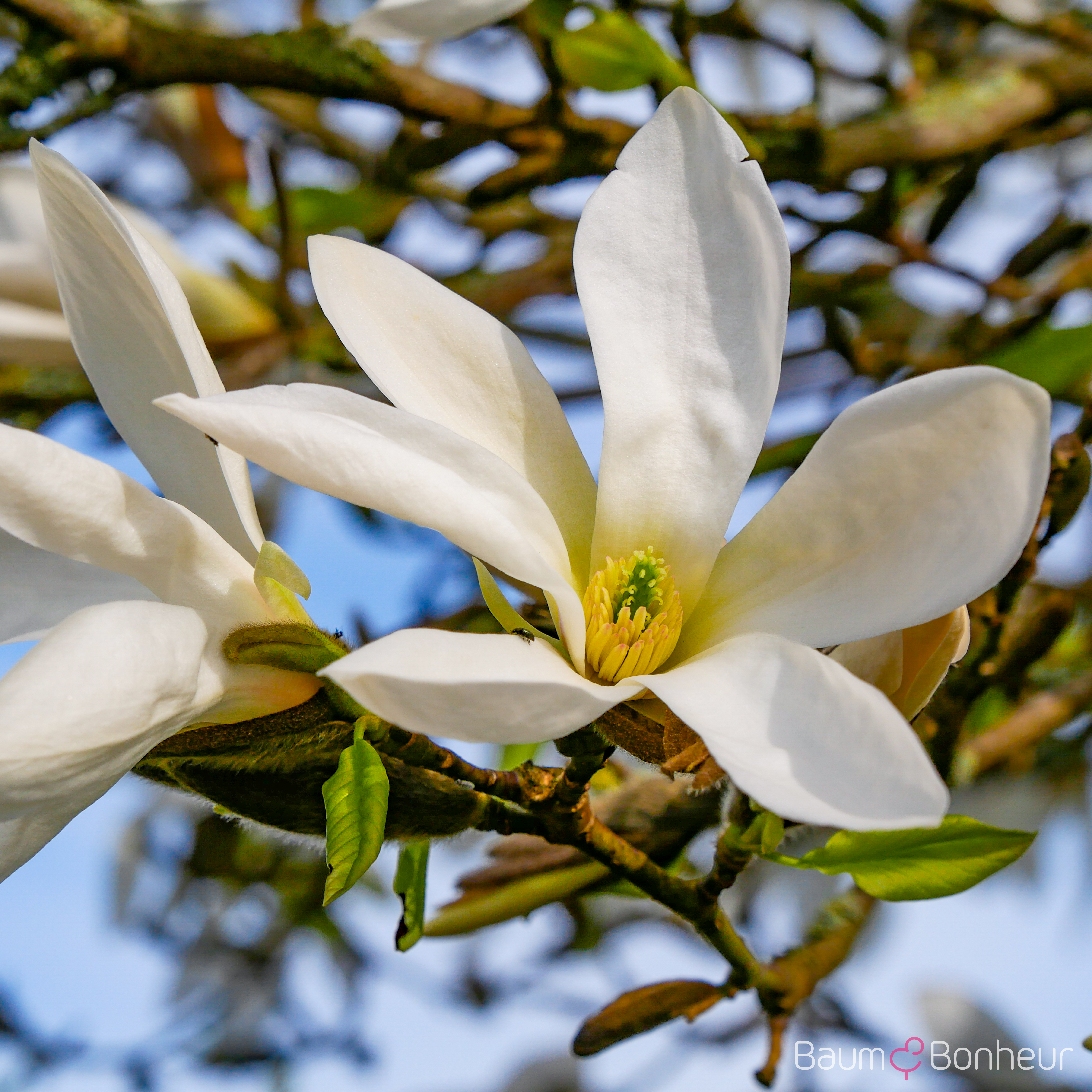 Magnolia kewensis 'Wada's Memory'