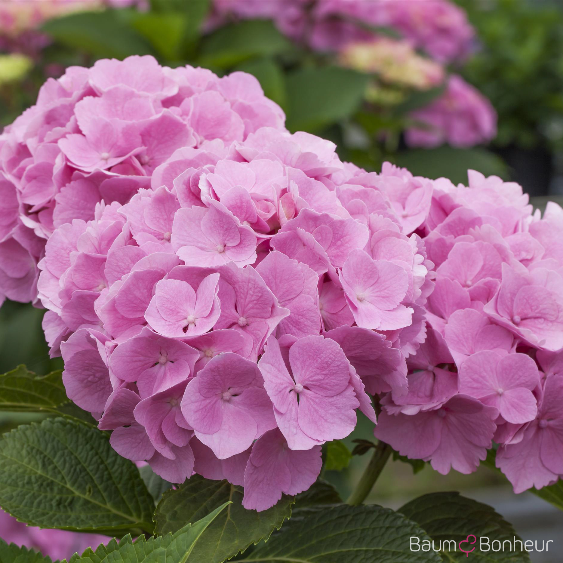 Hydrangea macrophylla 'Forever & Ever® Pink'