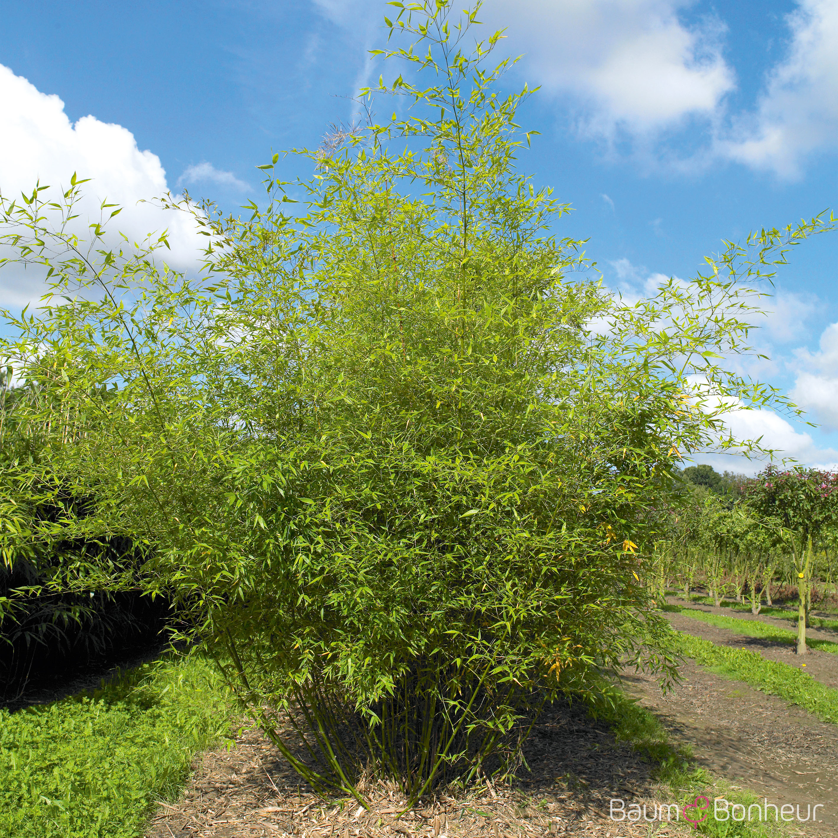 Phyllostachys aurea