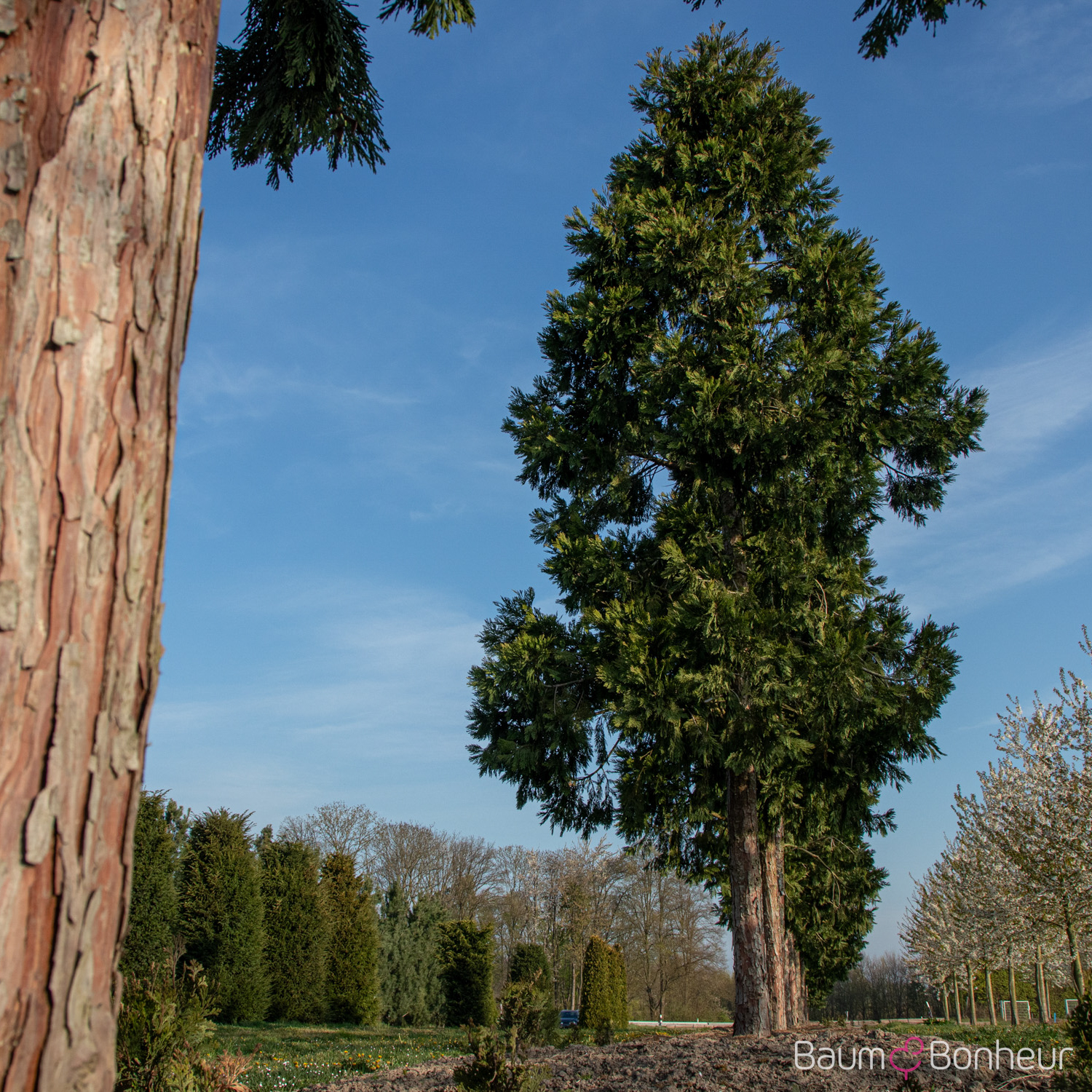 Calocedrus decurrens