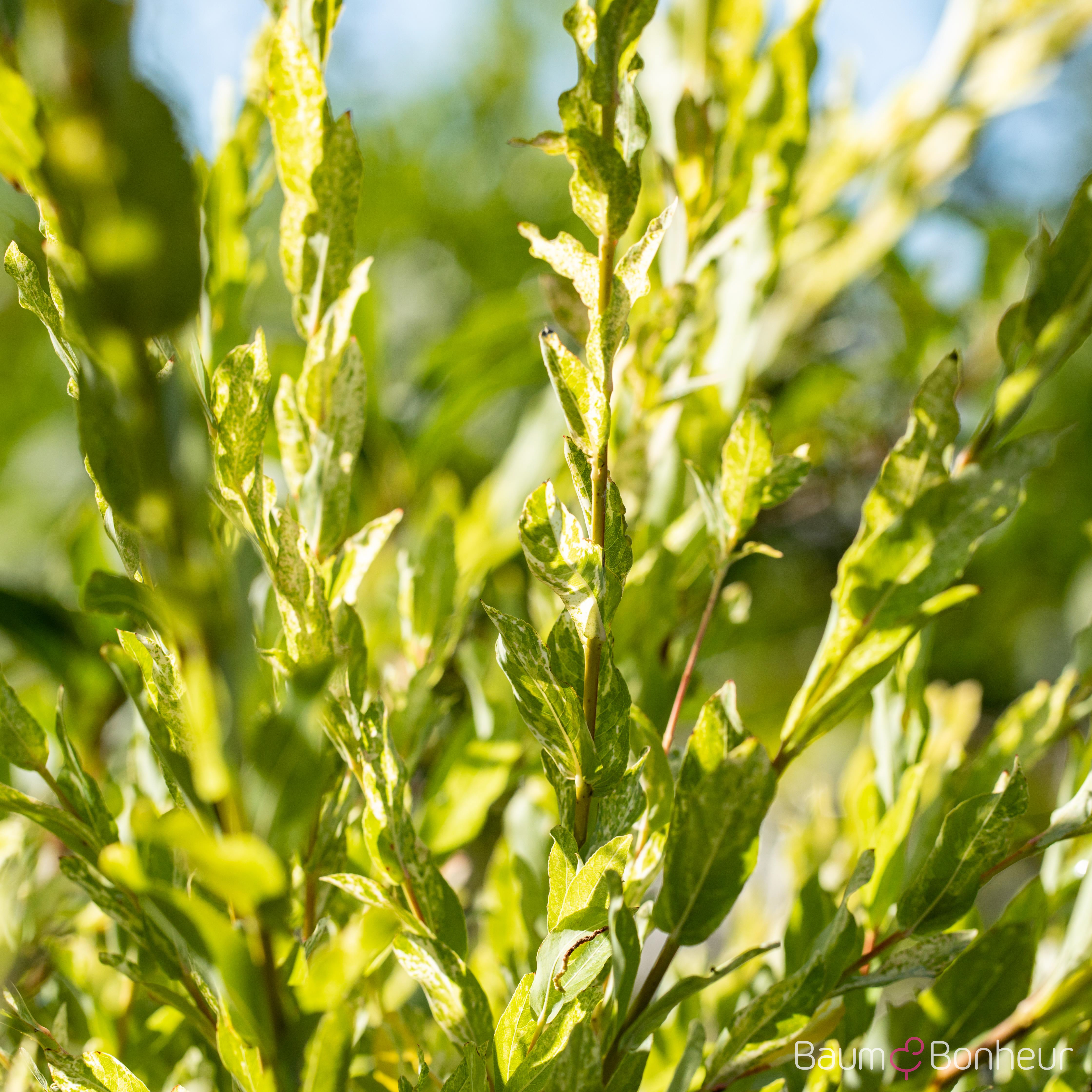 Salix integra 'Hakuro Nishiki'