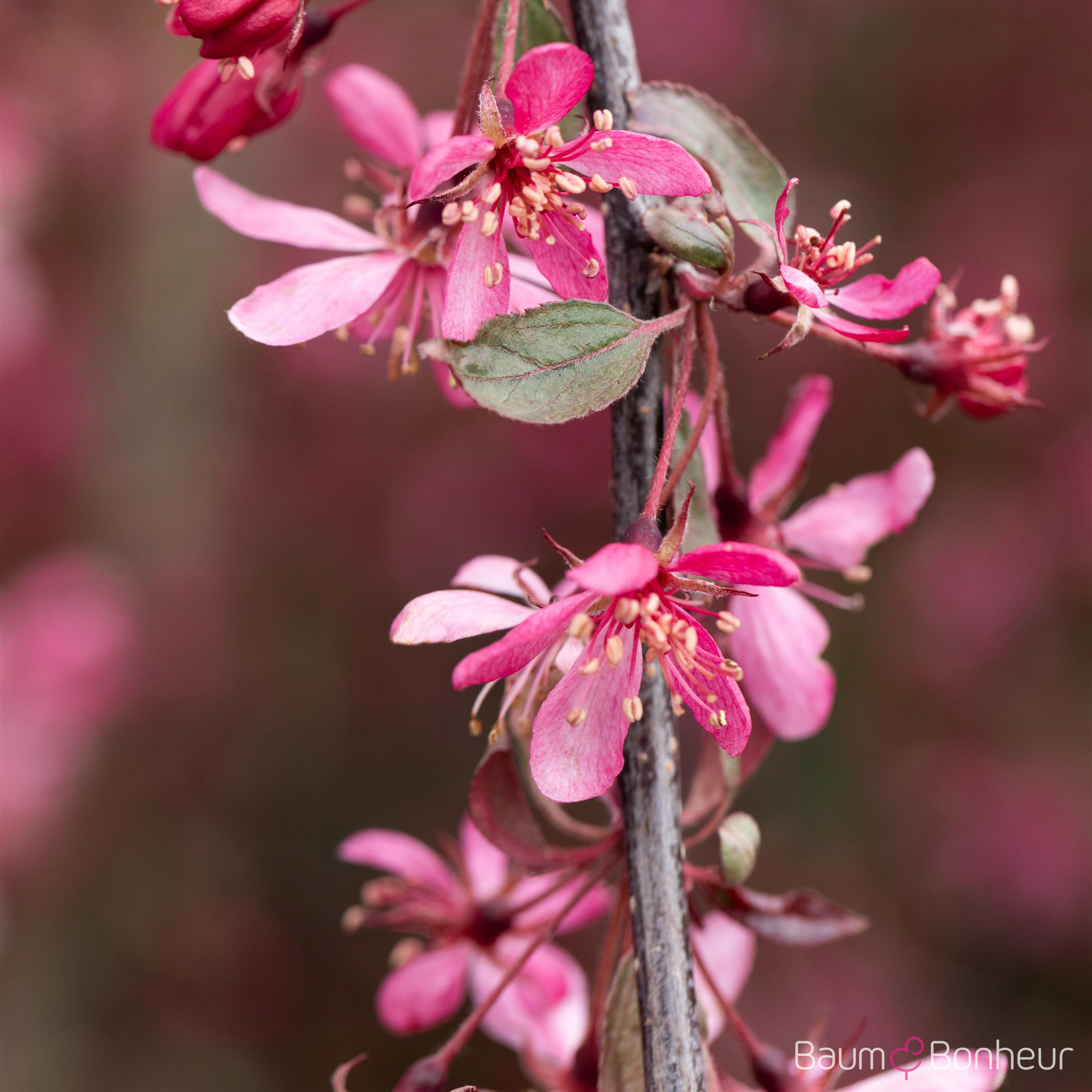 Malus 'Royal Beauty'