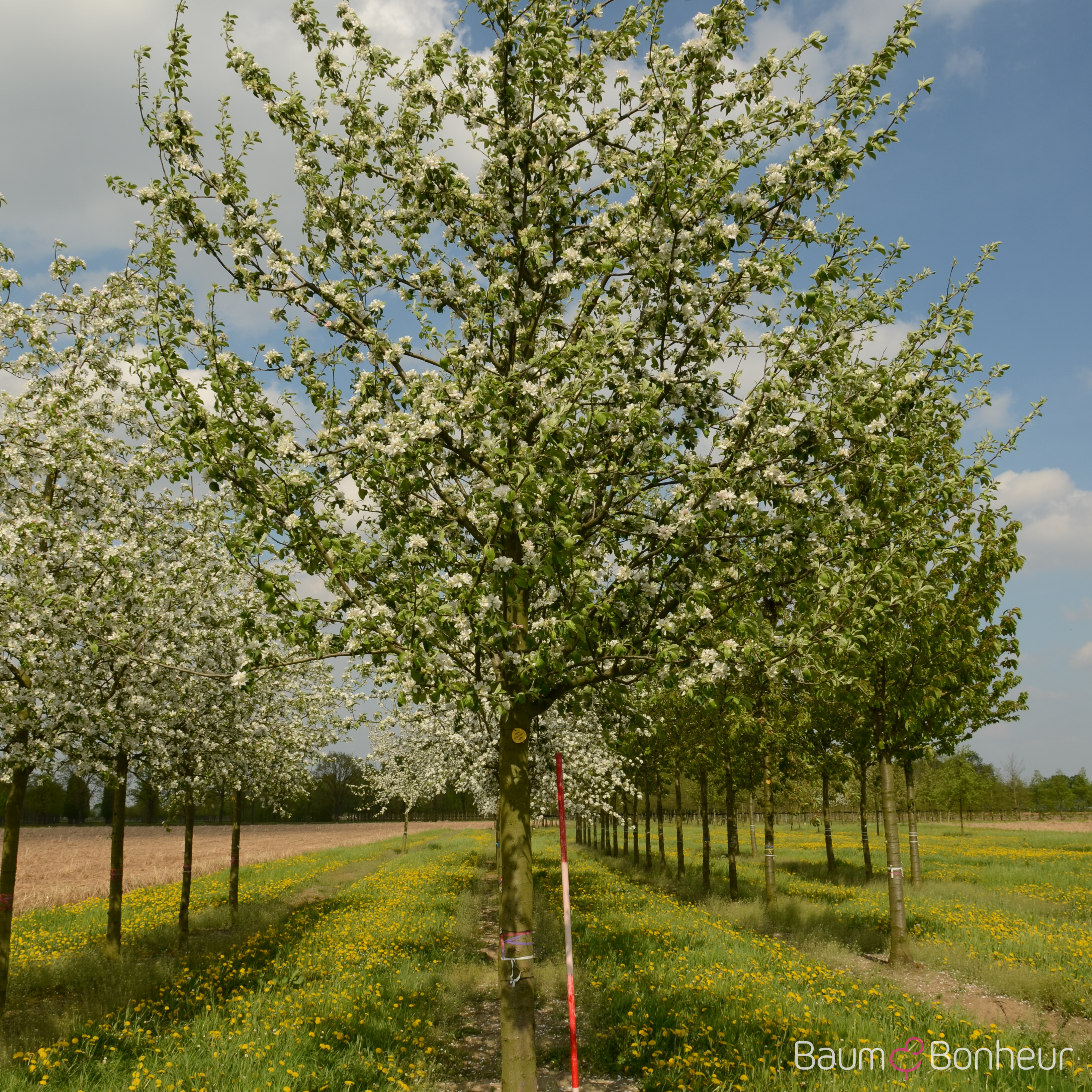 Prunus av. 'Schneiders Späte Knorpel'