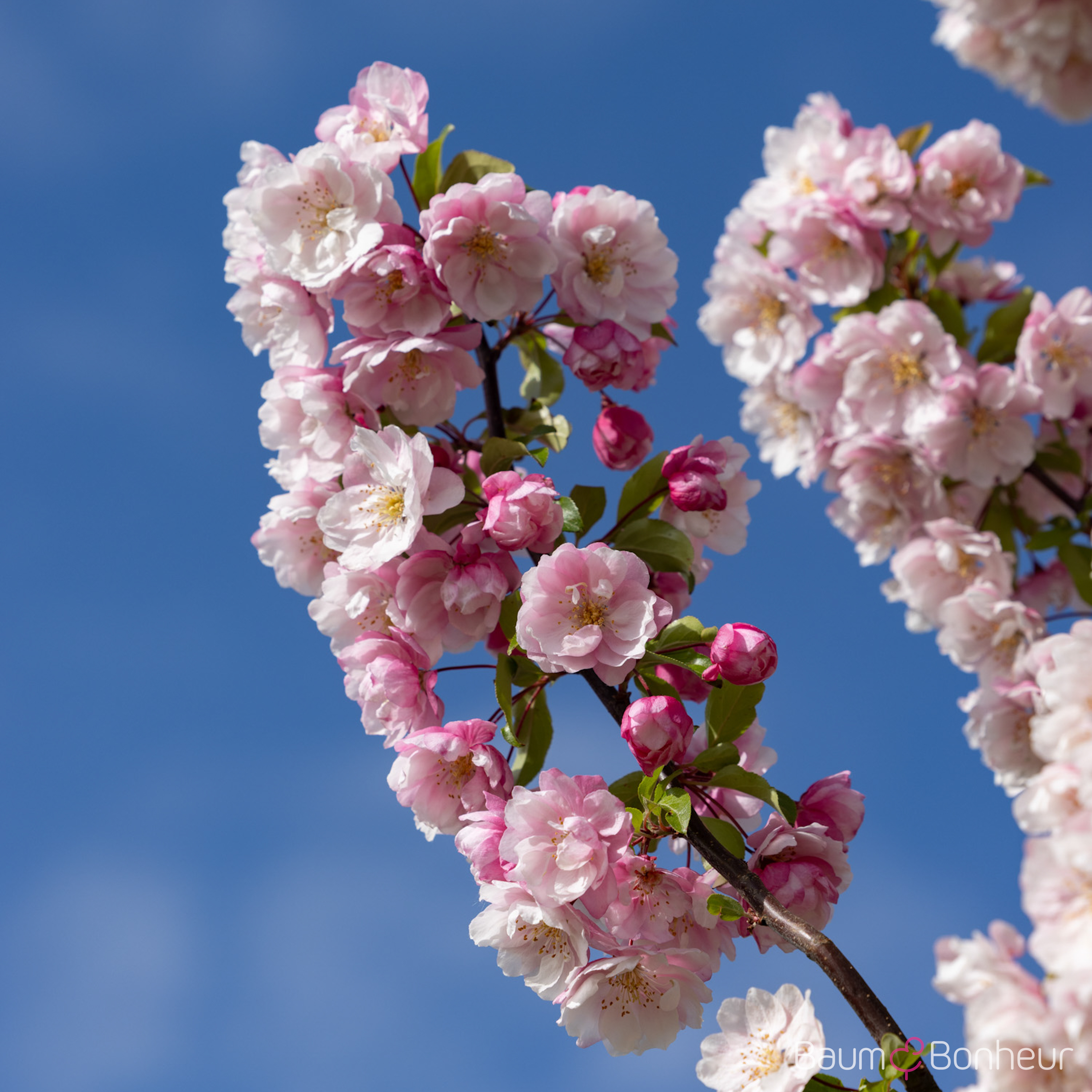 Malus 'Van Eseltine'
