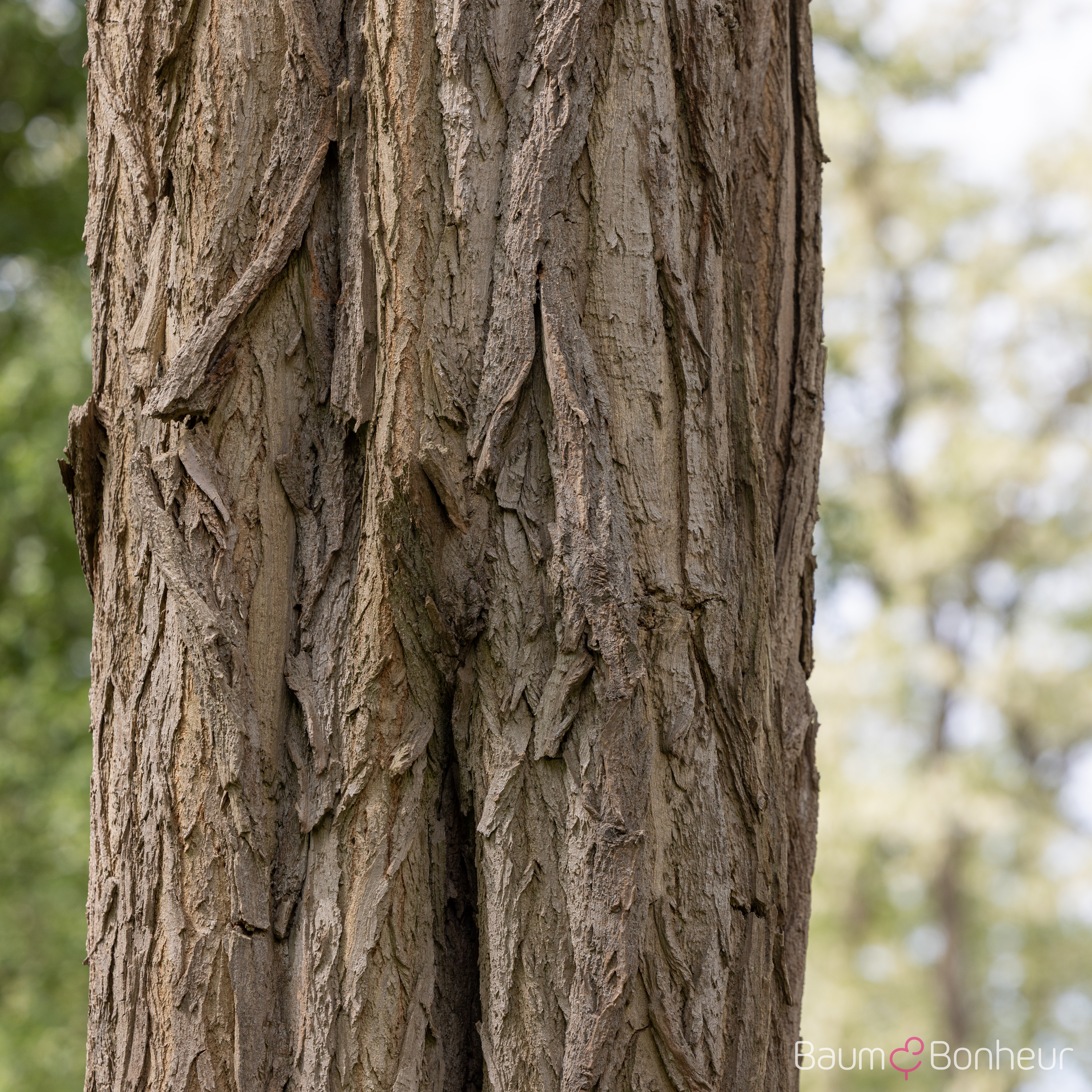 Robinia pseudoacacia