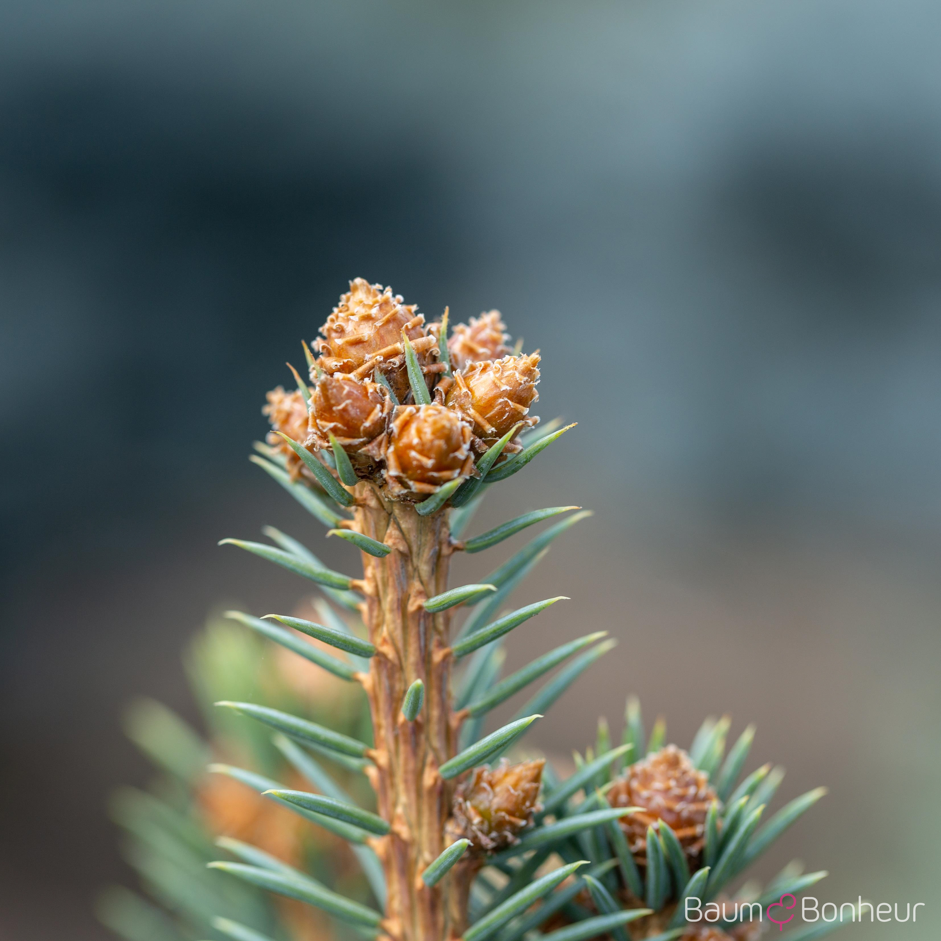 Picea pungens 'Glauca'
