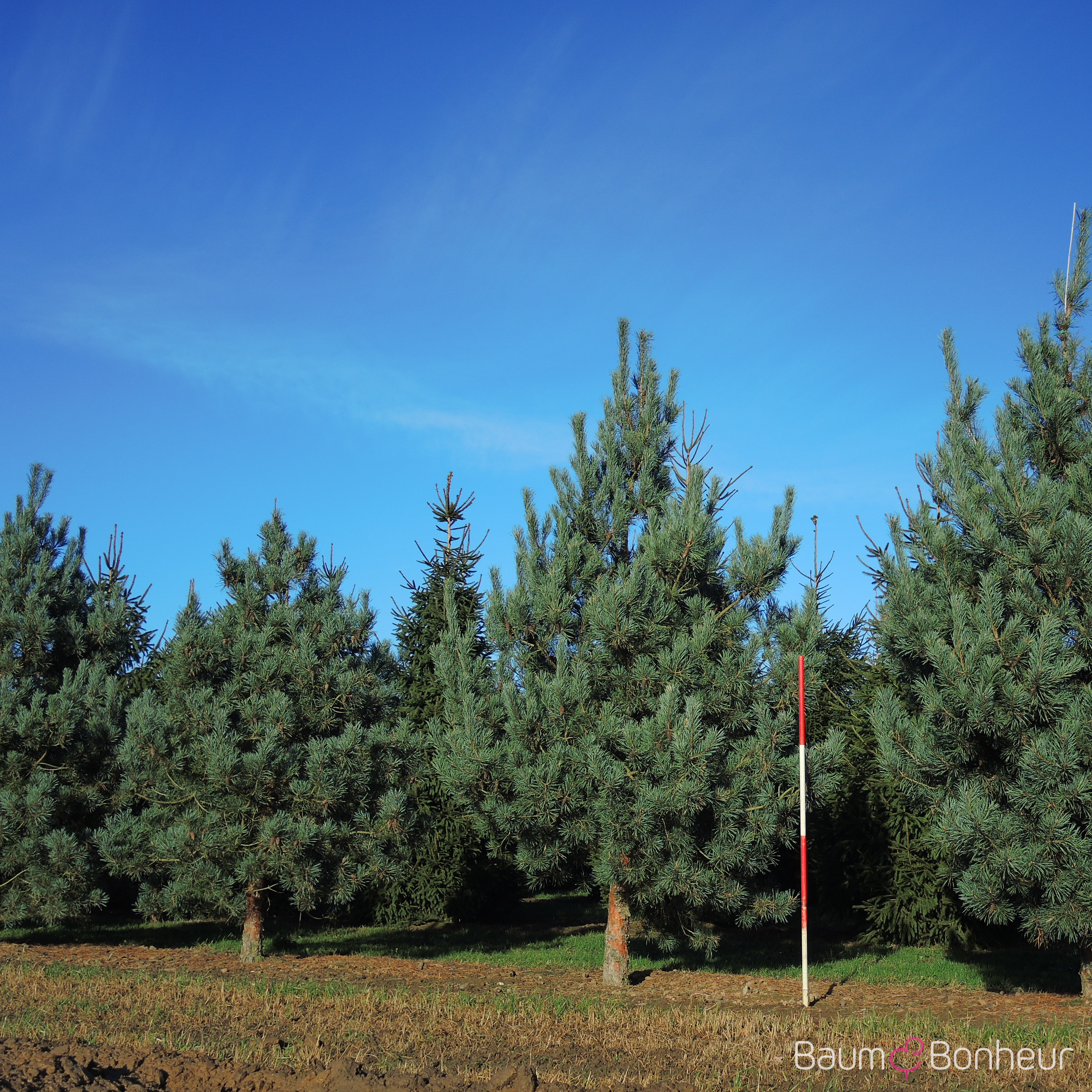 Pinus sylvestris 'Glauca'