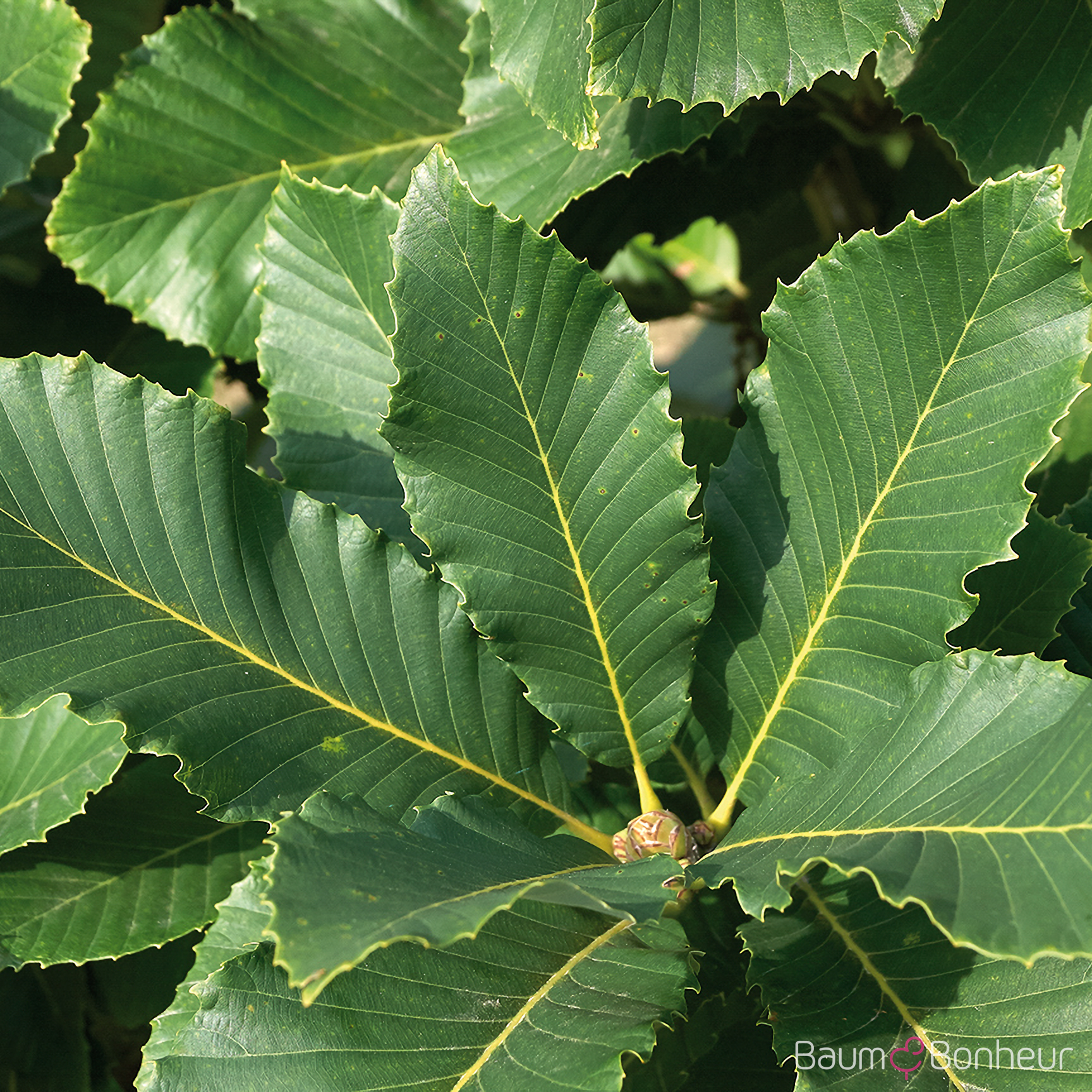 Quercus pontica