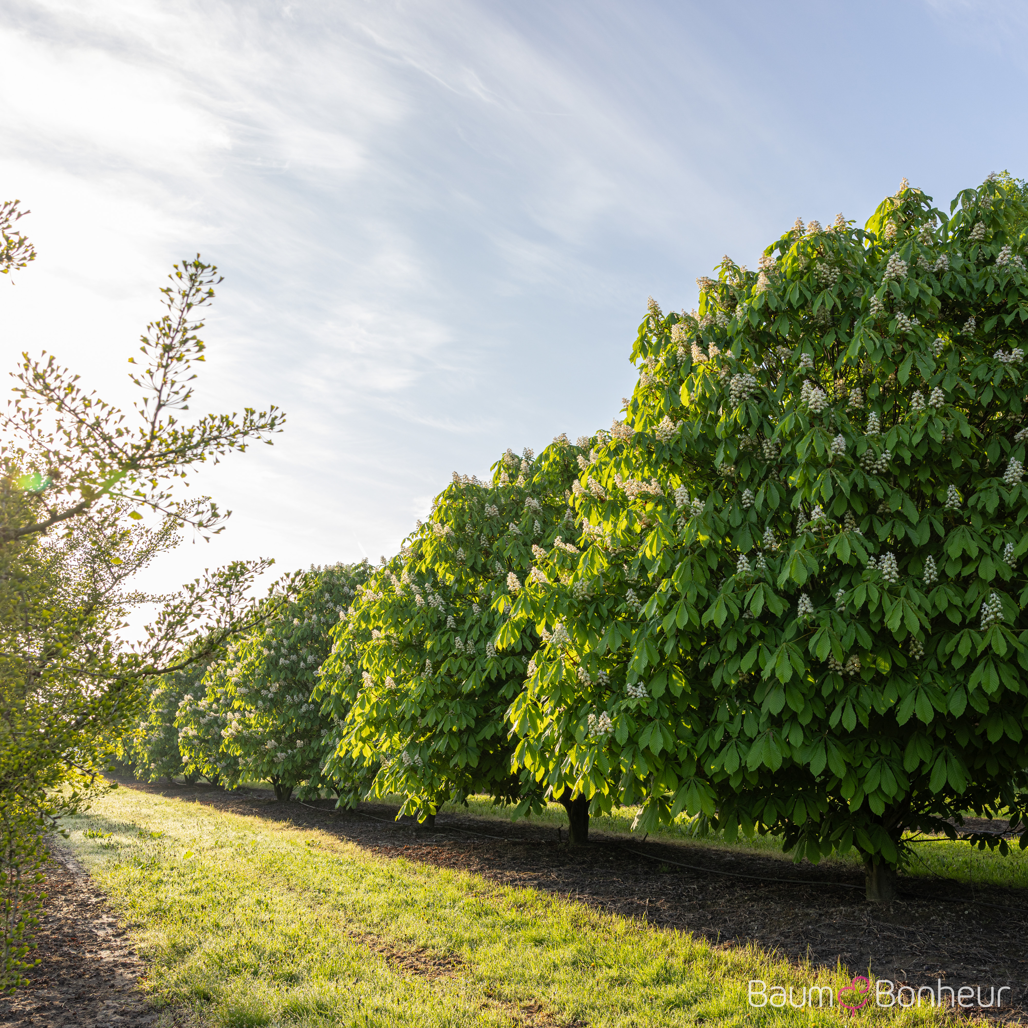 Aesculus hippocastanum 'Pyramidalis'