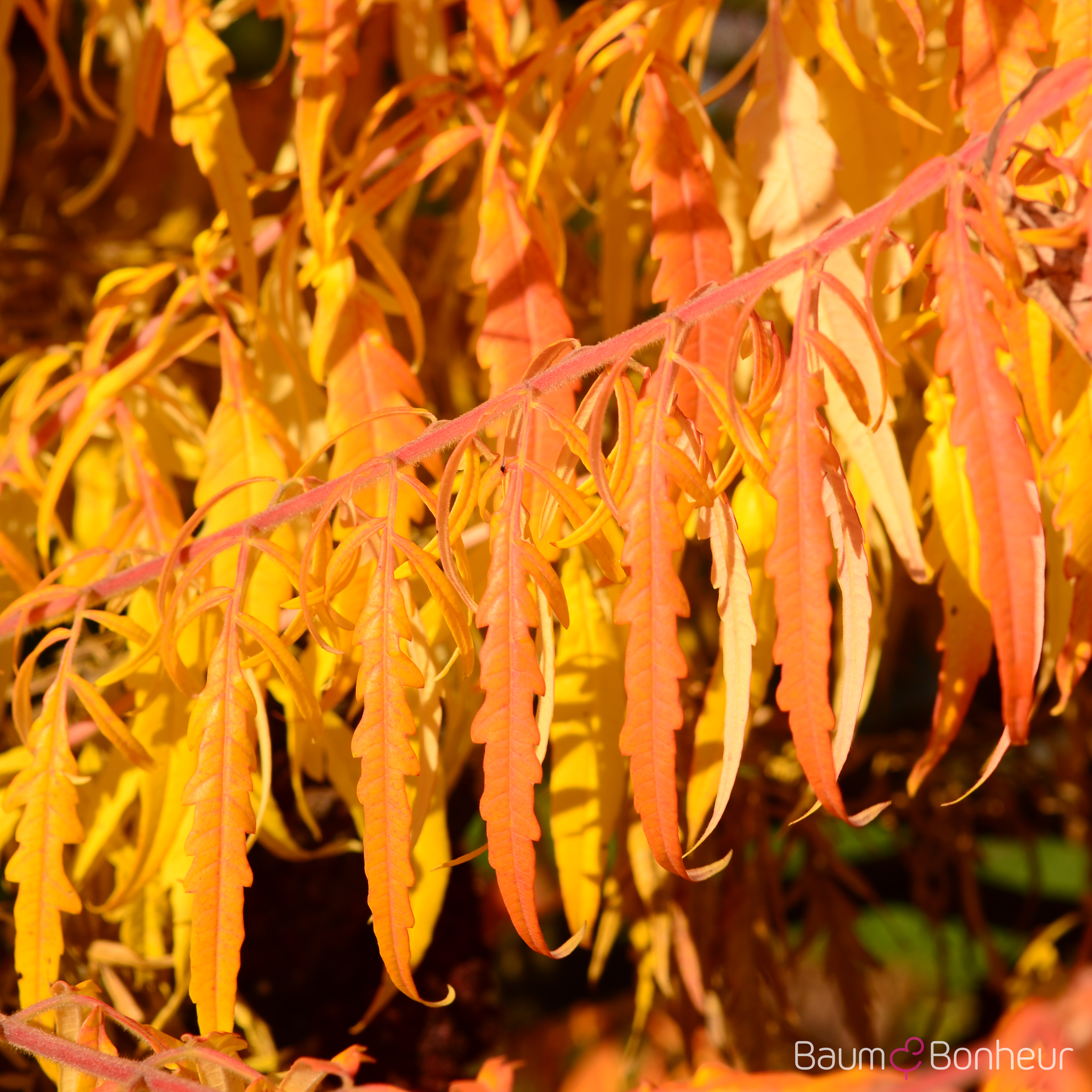 Rhus typhina 'Dissecta'