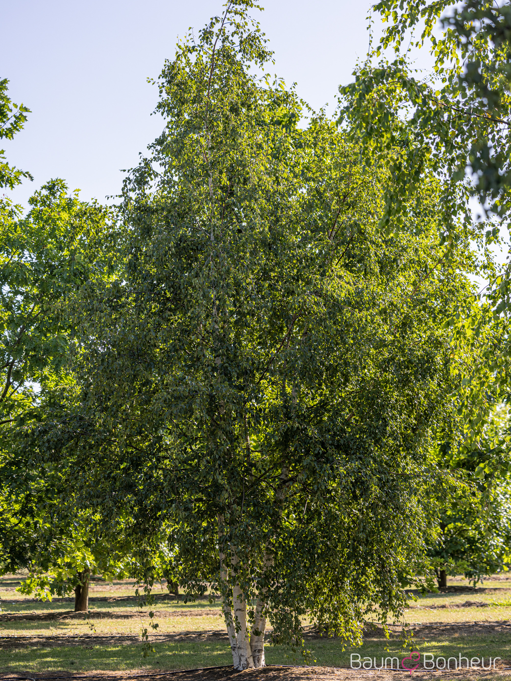 Betula pubescens