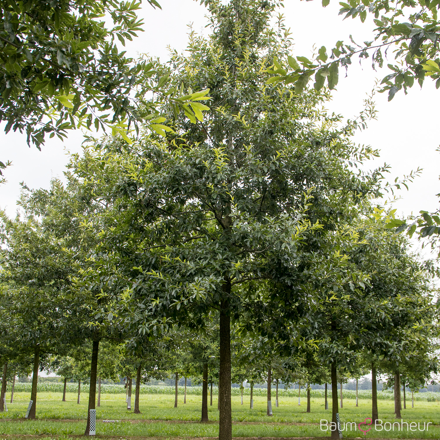 Quercus imbricaria